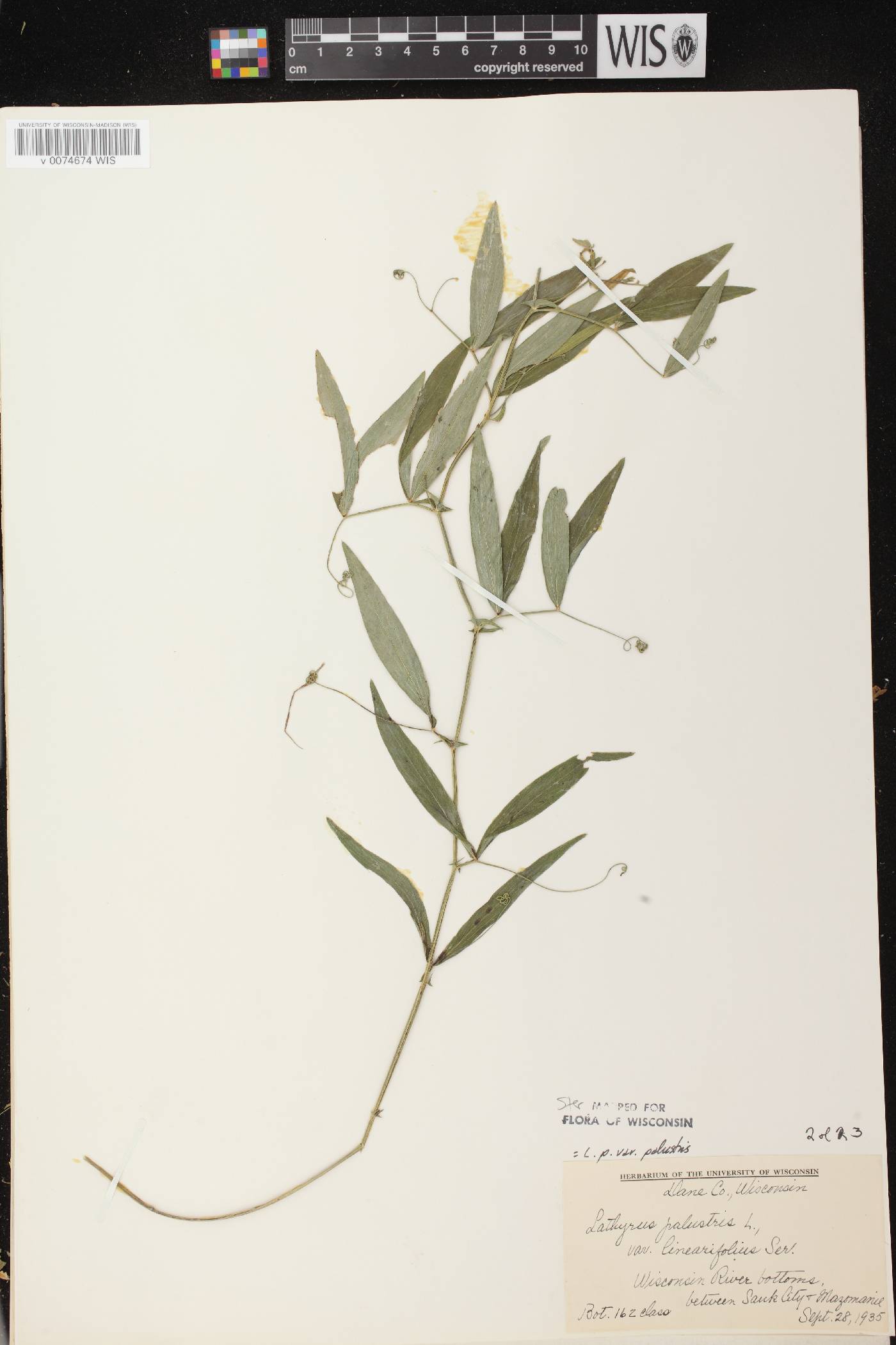 Lathyrus palustris image