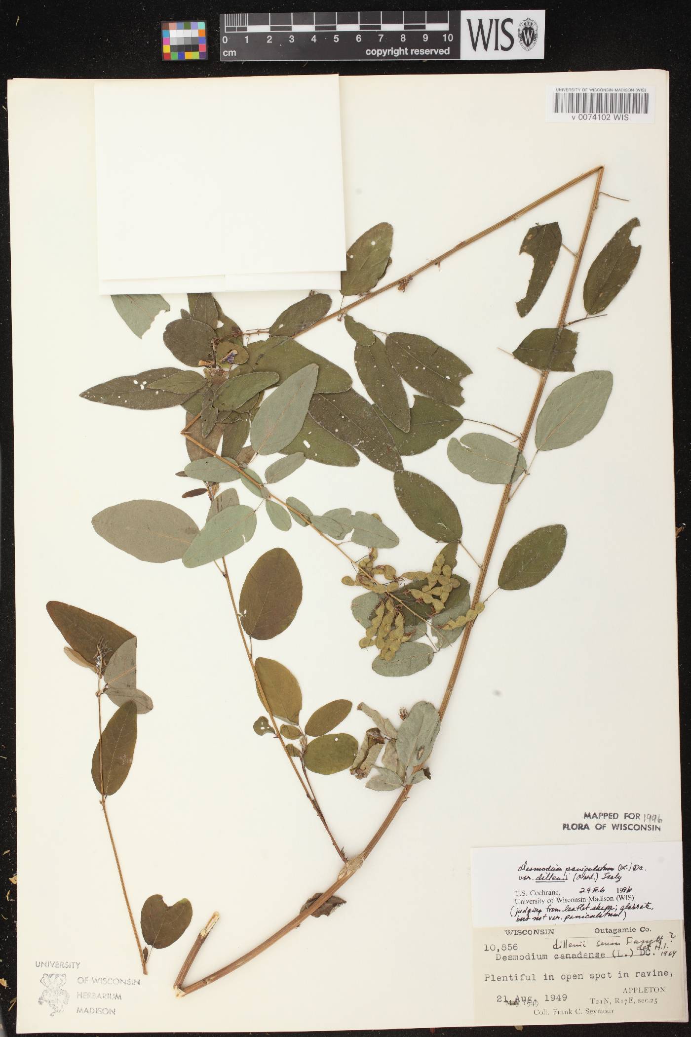 Desmodium canadense image
