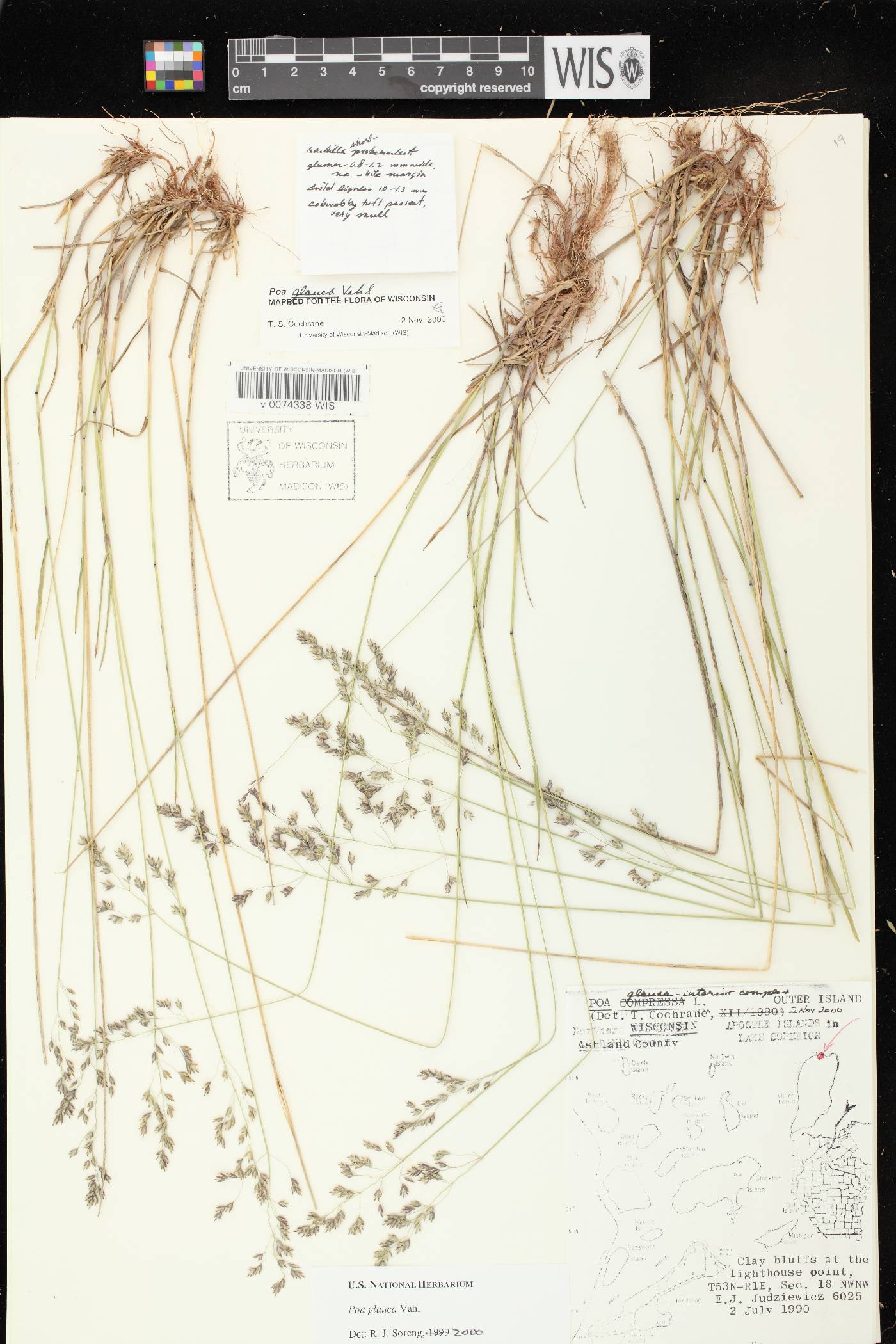 Poa glauca image