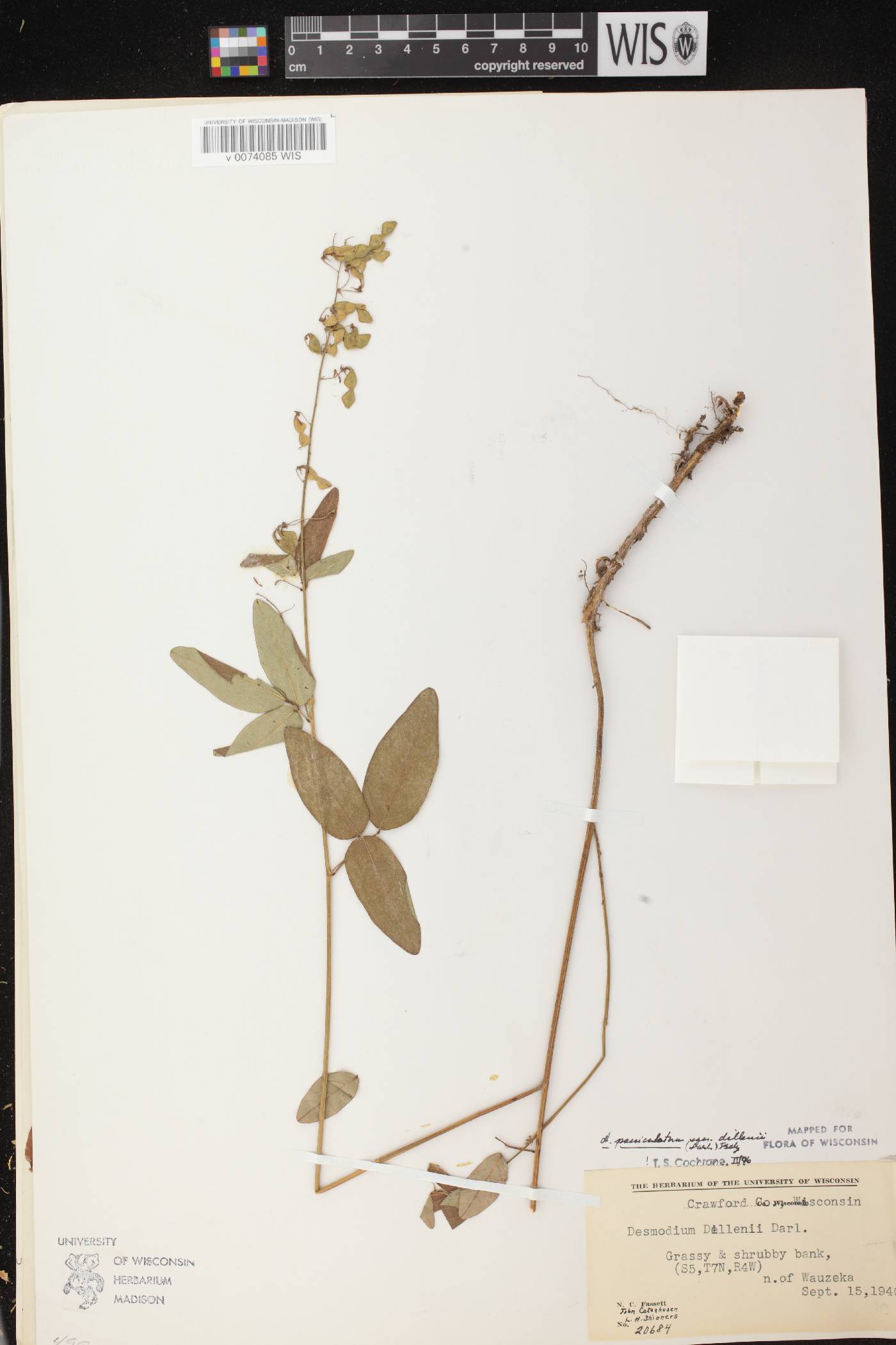 Desmodium perplexum image
