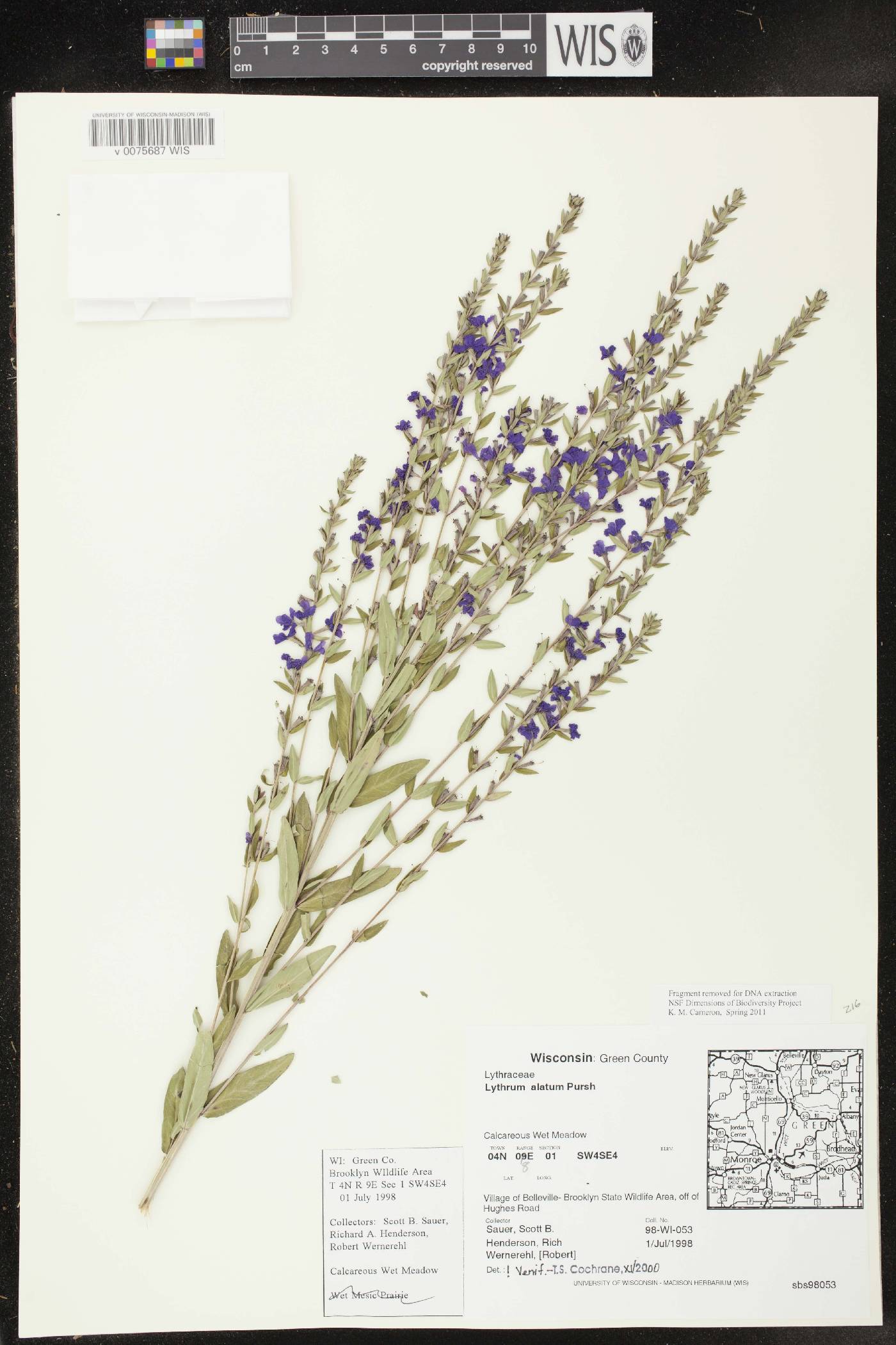 Lythrum alatum var. alatum image
