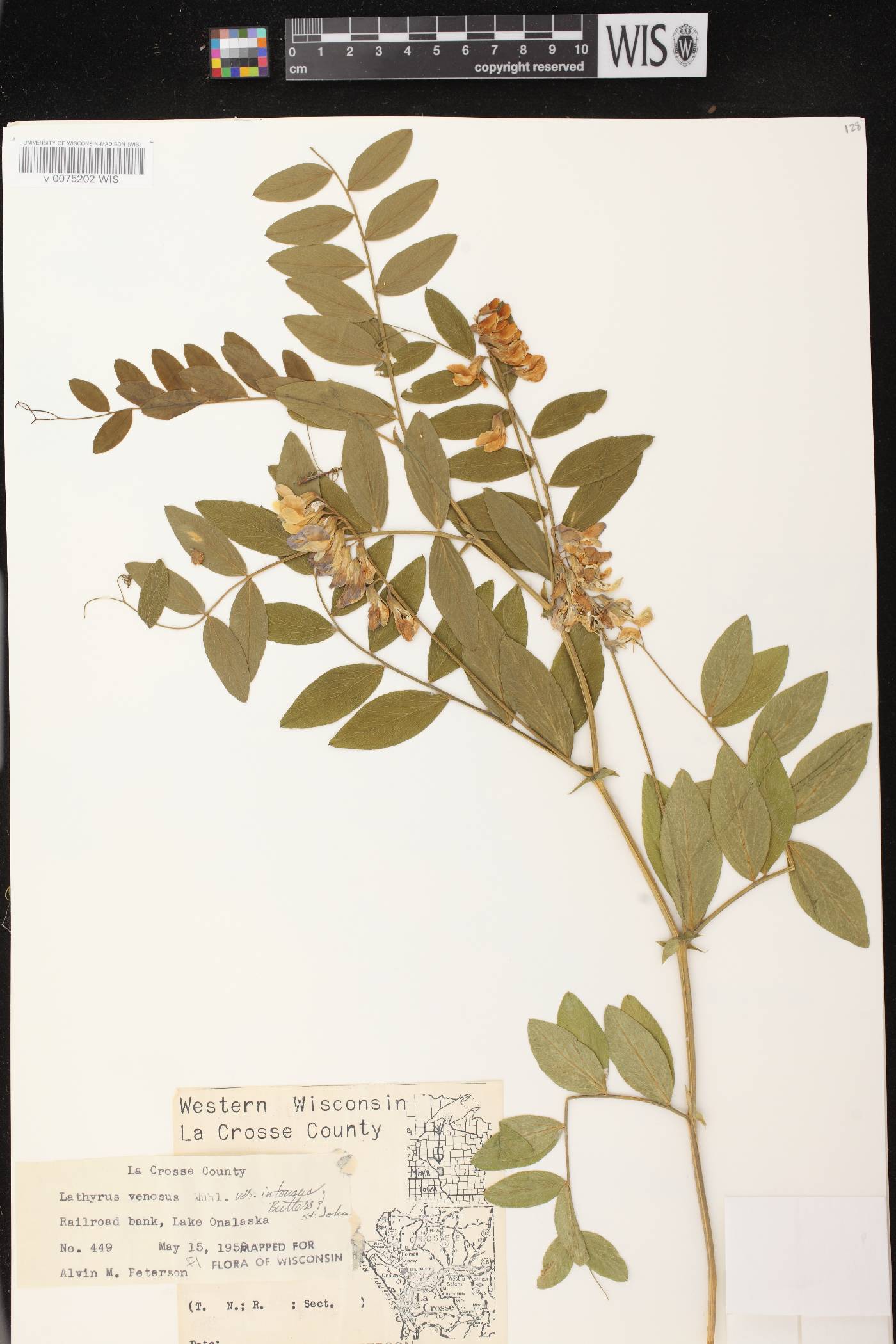 Lathyrus venosus image