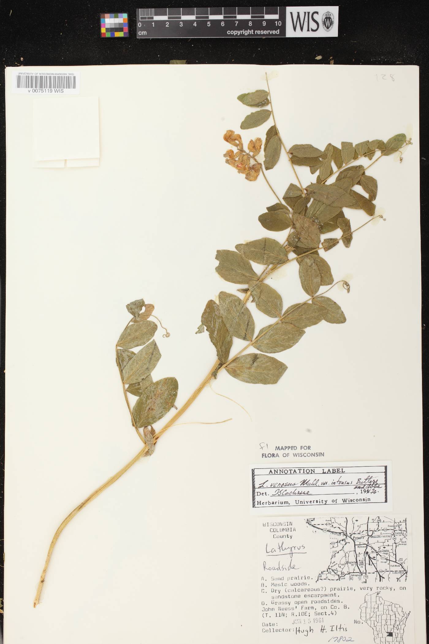 Lathyrus venosus image