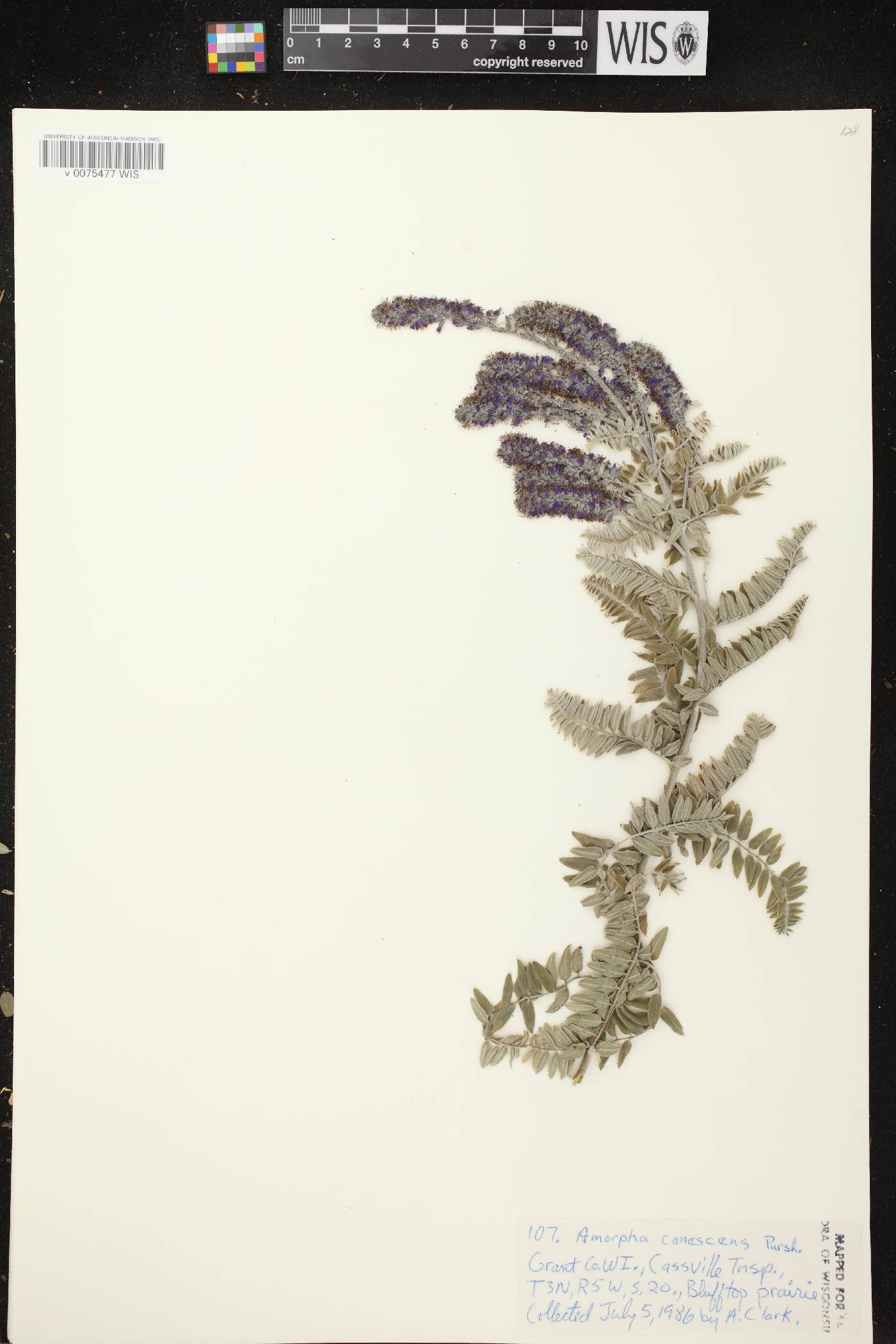 Amorpha canescens image