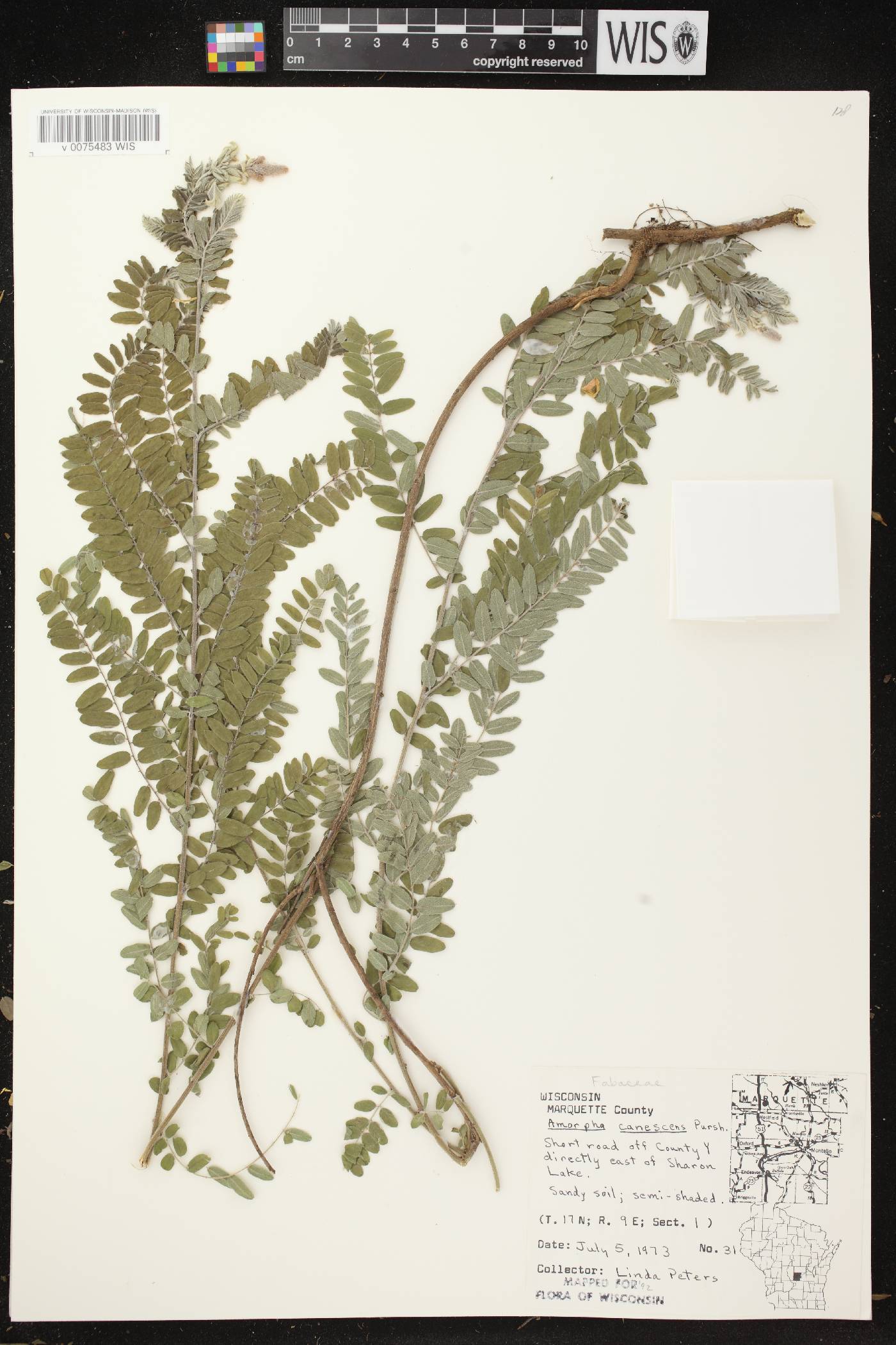 Amorpha canescens image