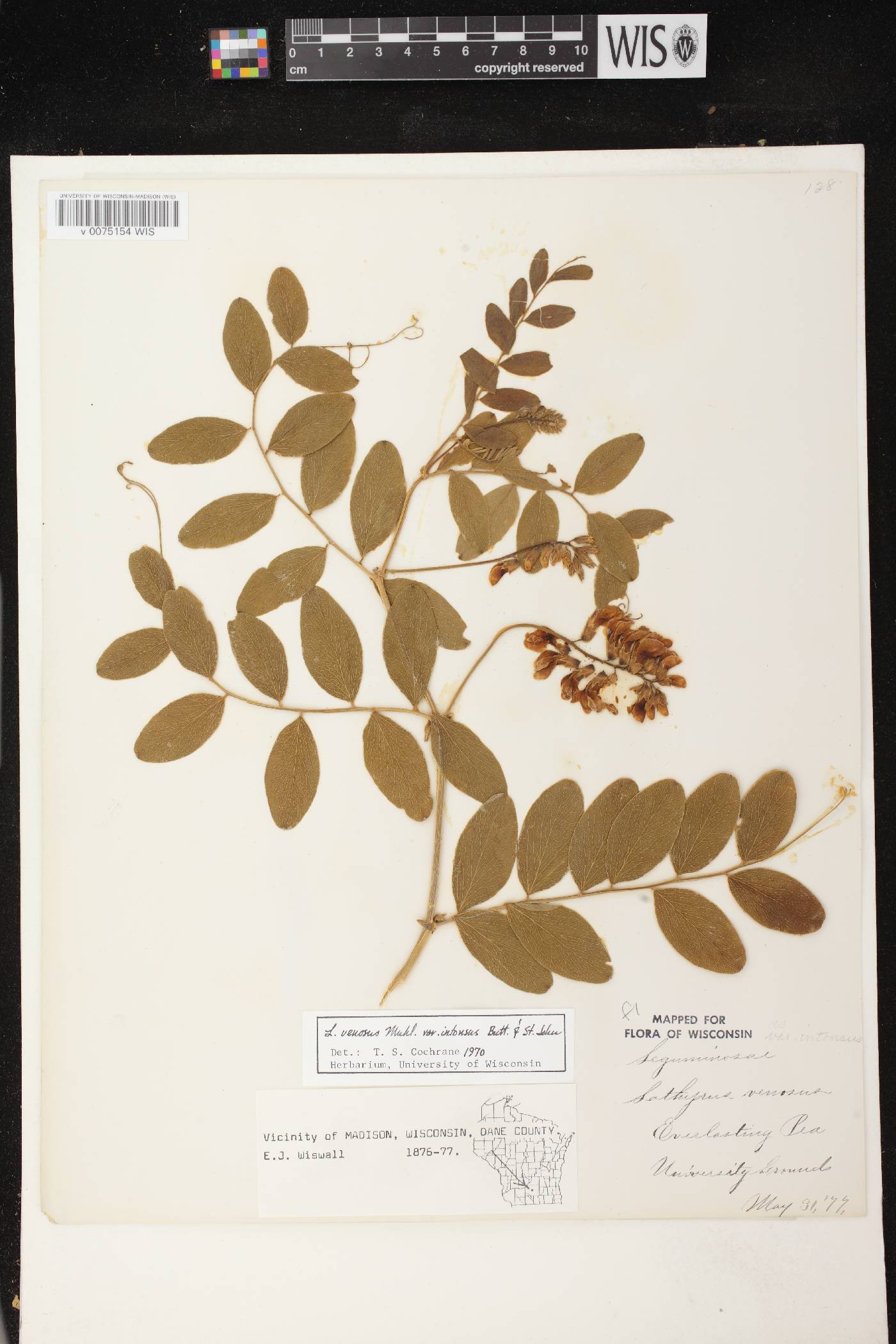 Lathyrus venosus image
