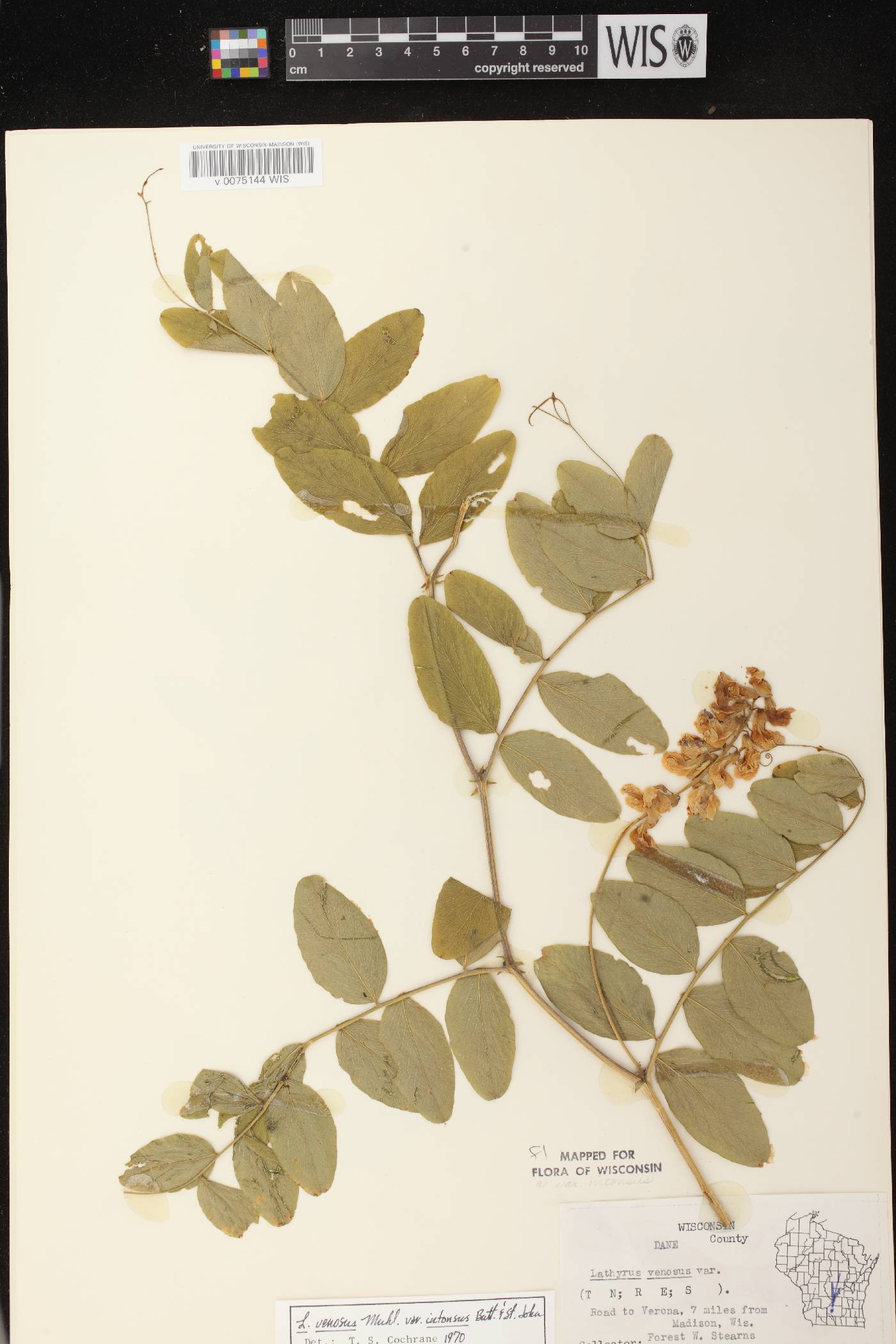 Lathyrus venosus image