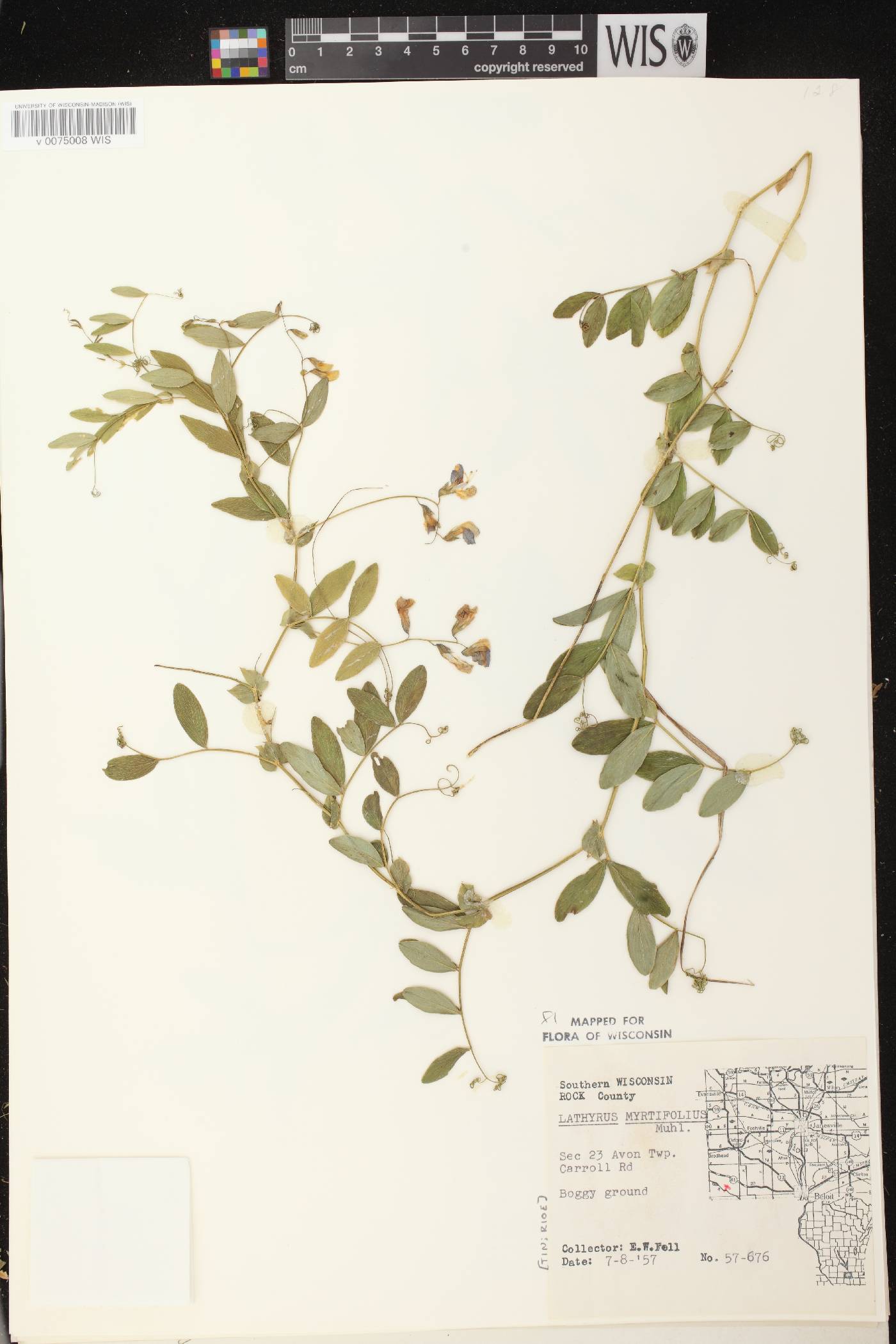 Lathyrus palustris image