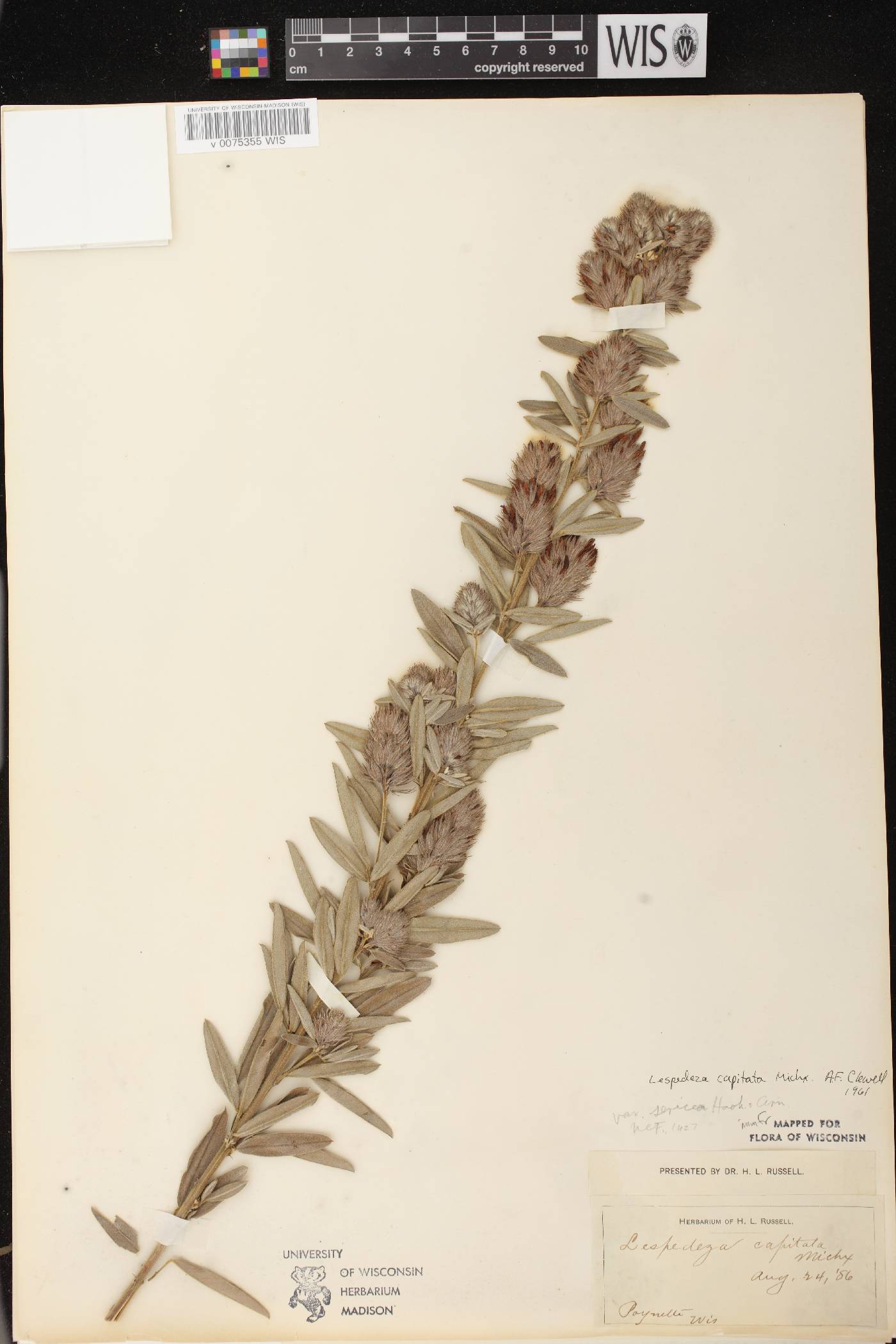 Lespedeza capitata image