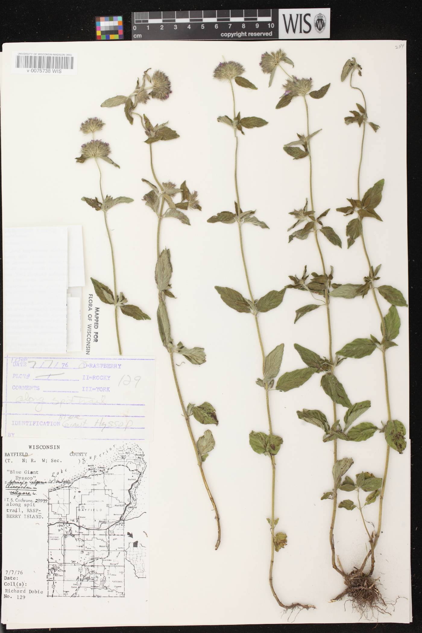 Clinopodium vulgare image