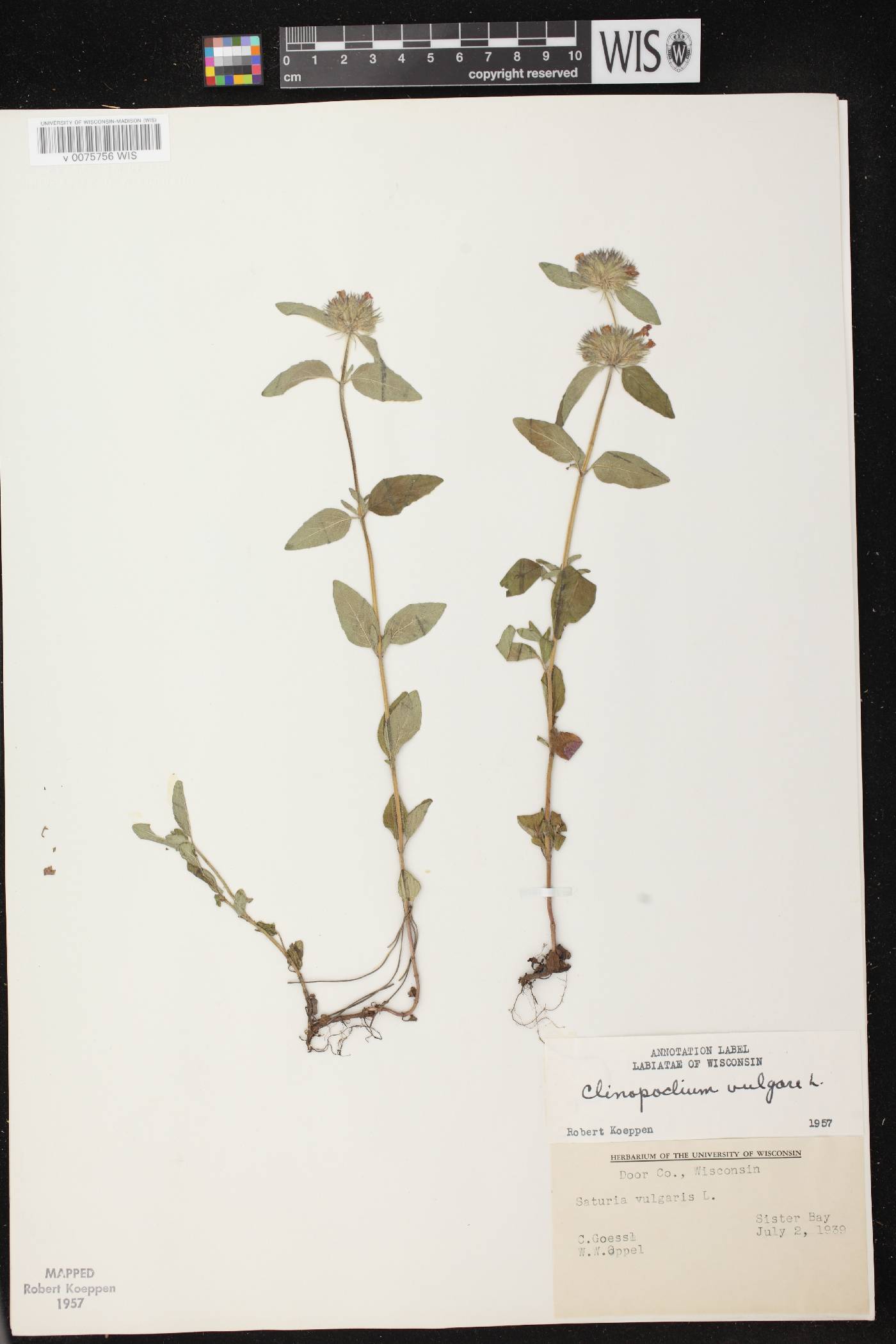 Clinopodium vulgare image