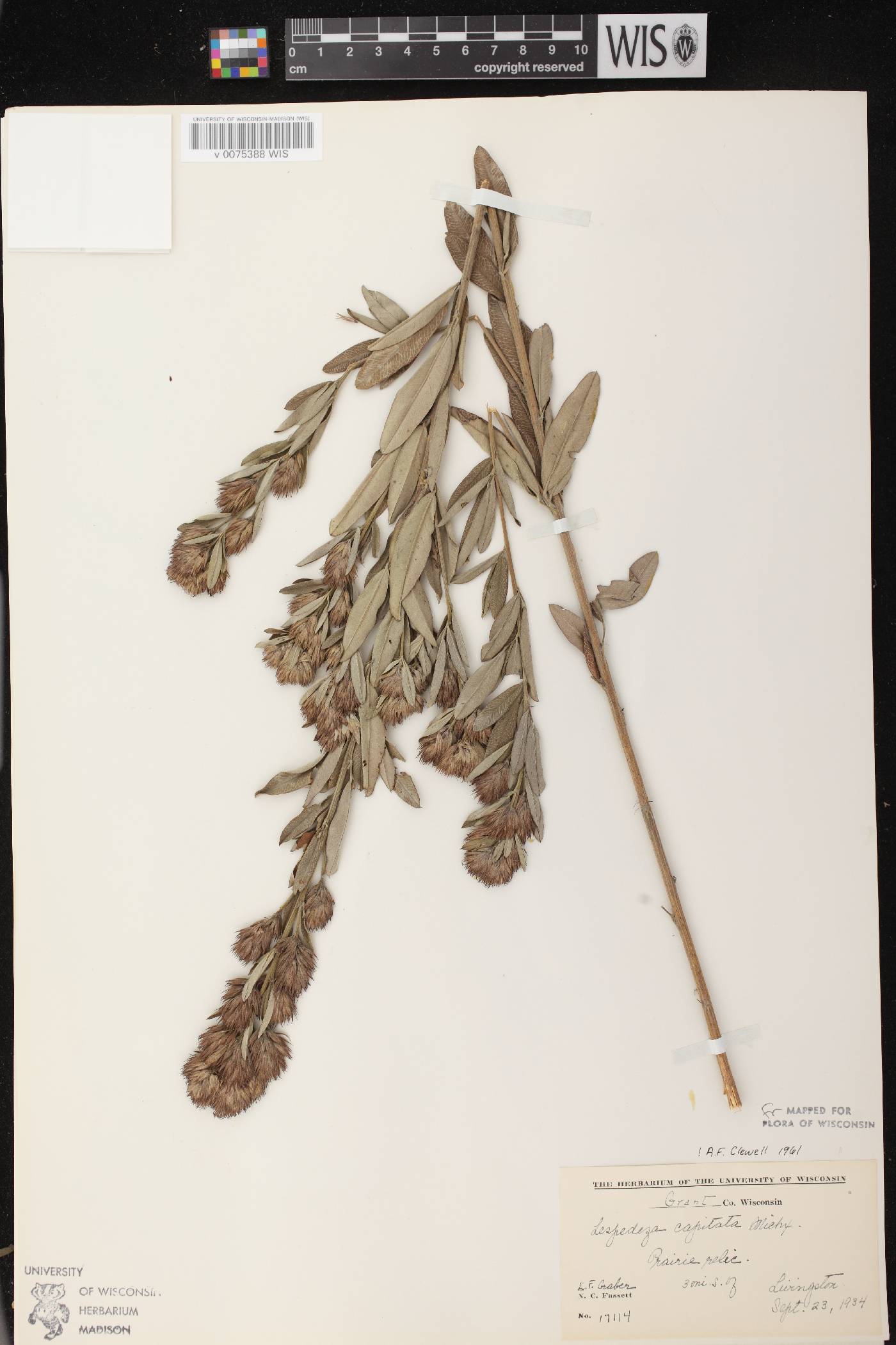 Lespedeza capitata image