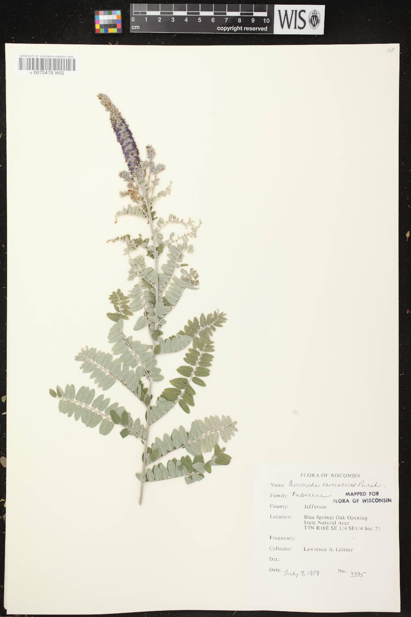 Amorpha canescens image