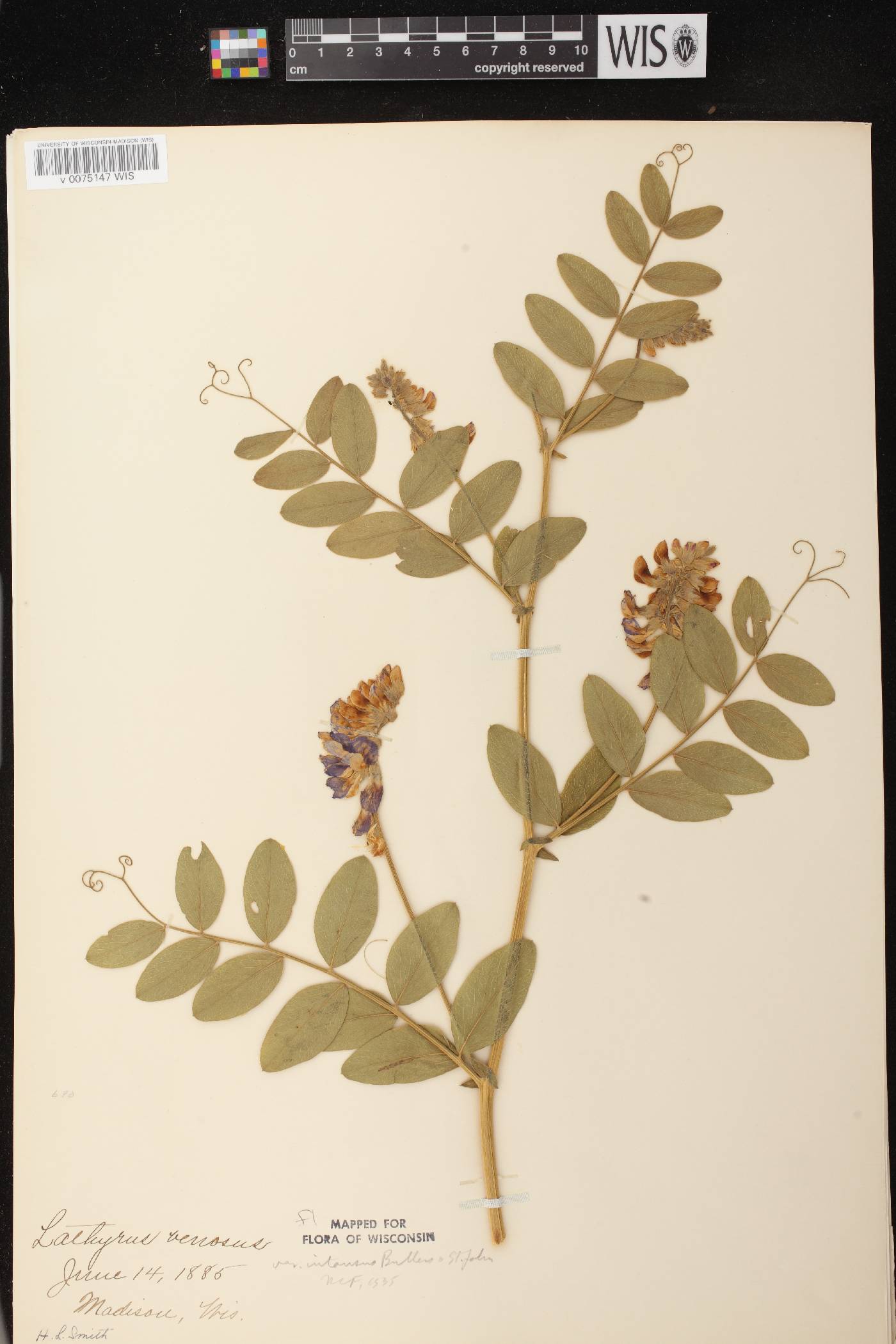 Lathyrus venosus image