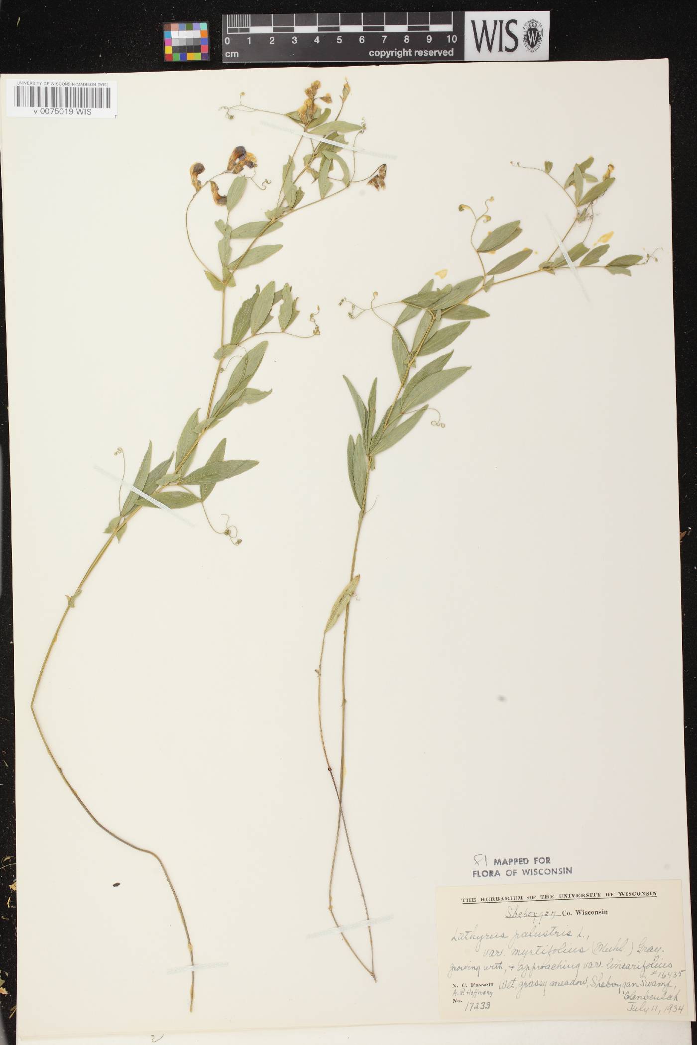 Lathyrus palustris image