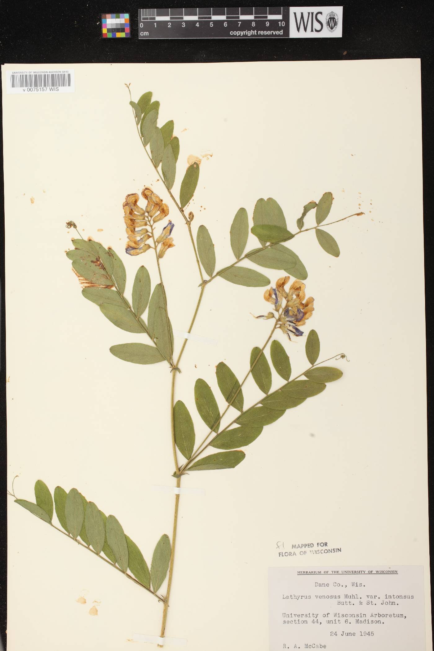 Lathyrus venosus image