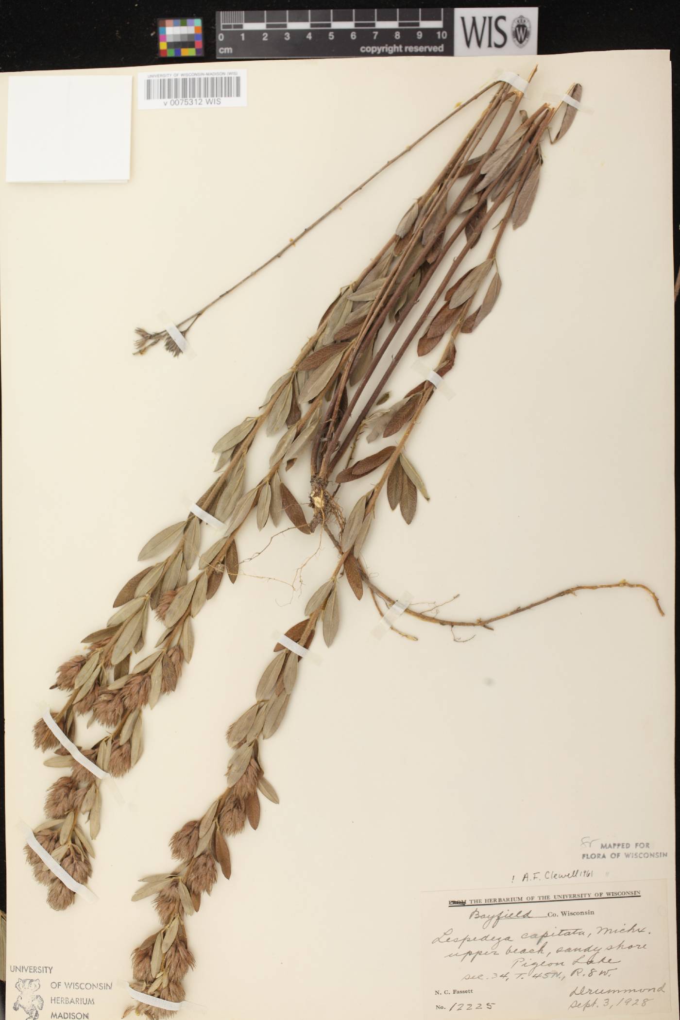 Lespedeza capitata image