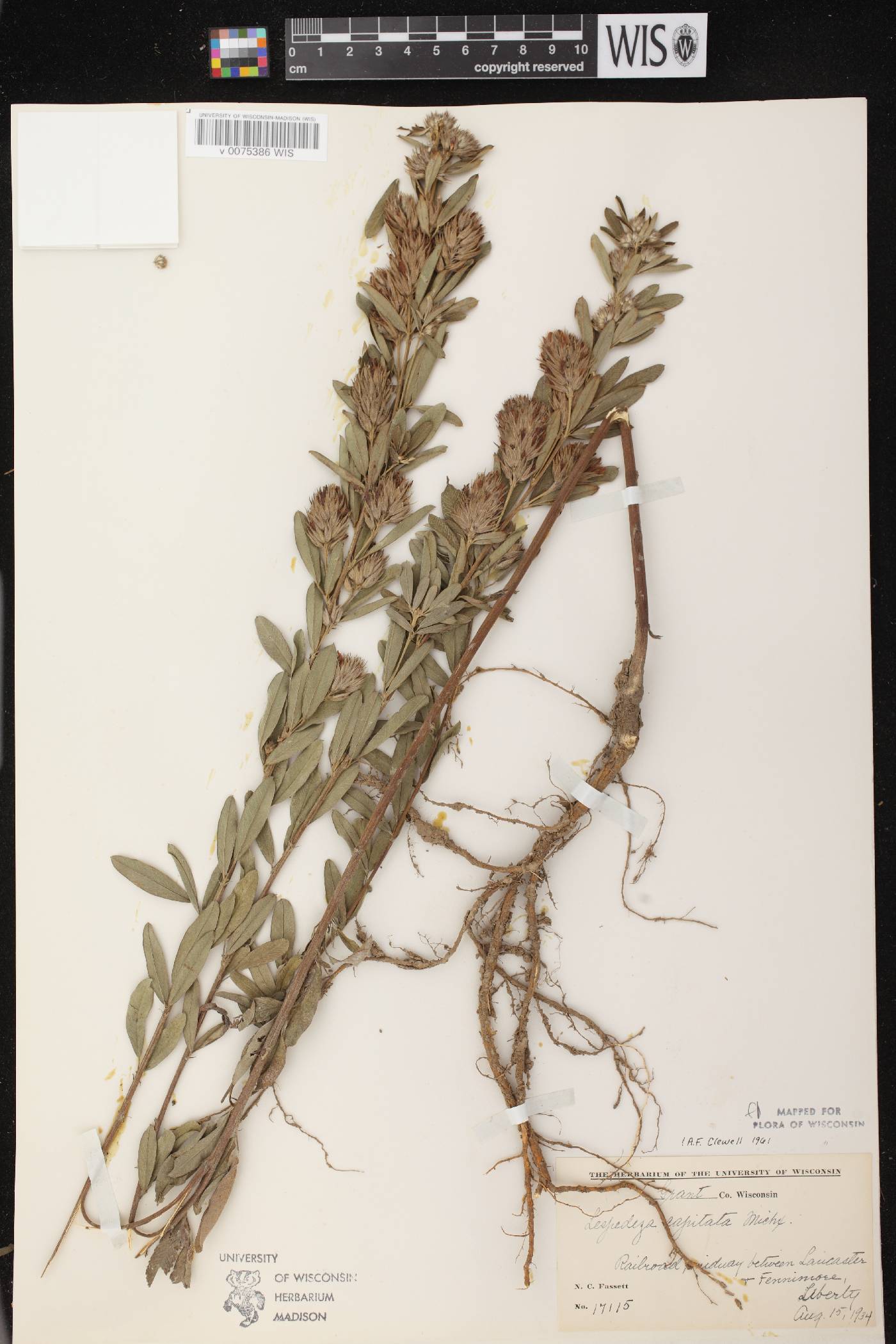 Lespedeza capitata image