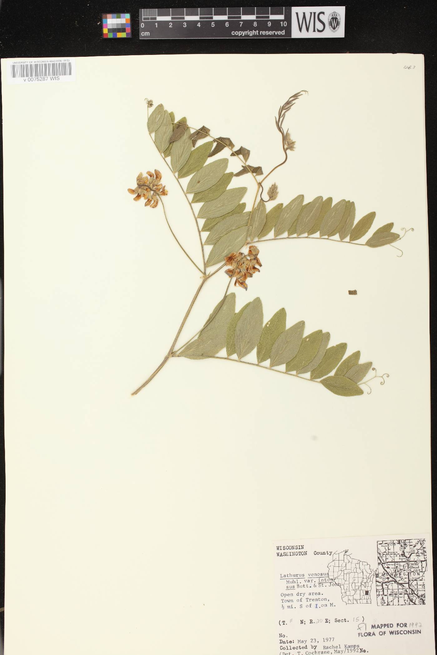 Lathyrus venosus image