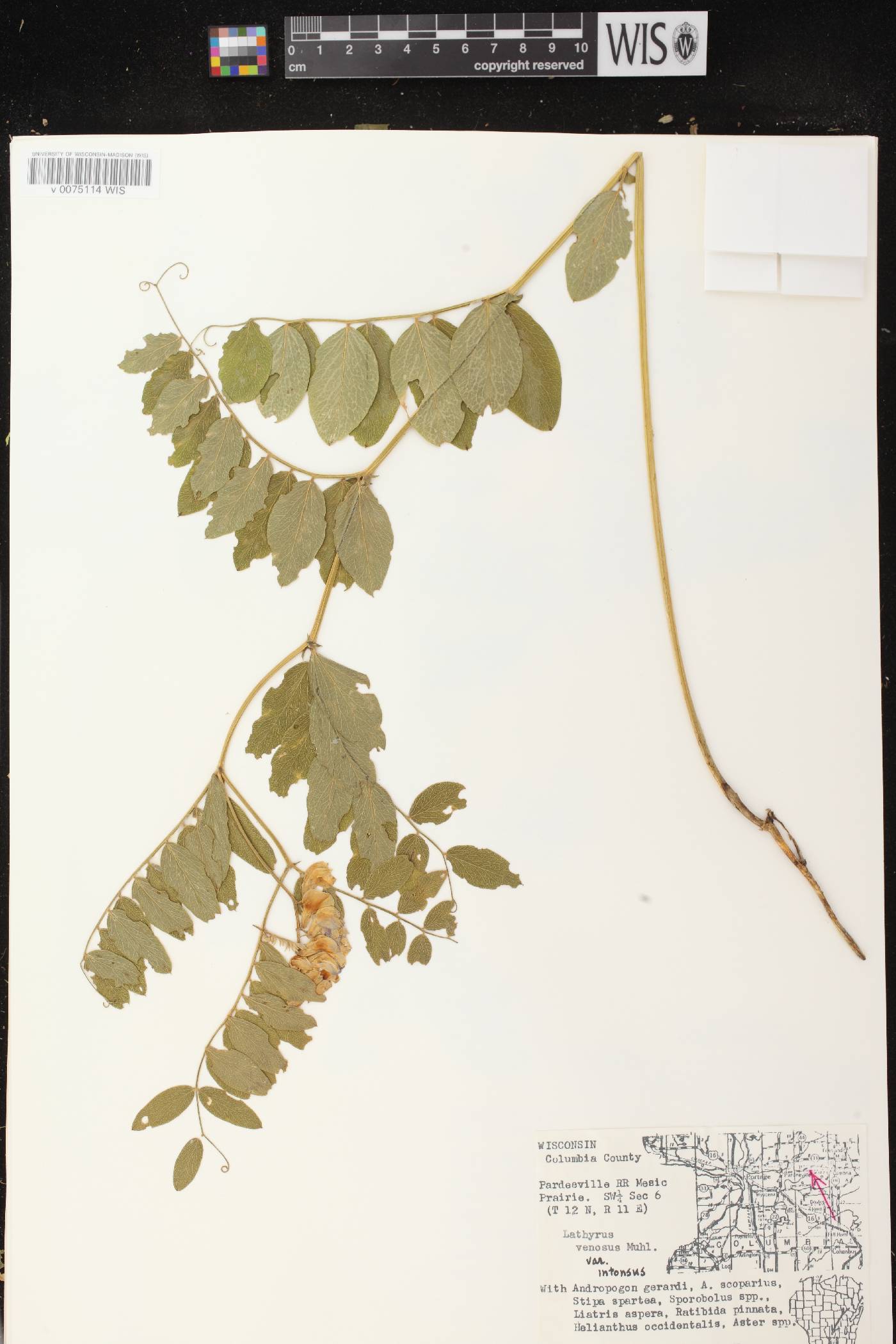 Lathyrus venosus image