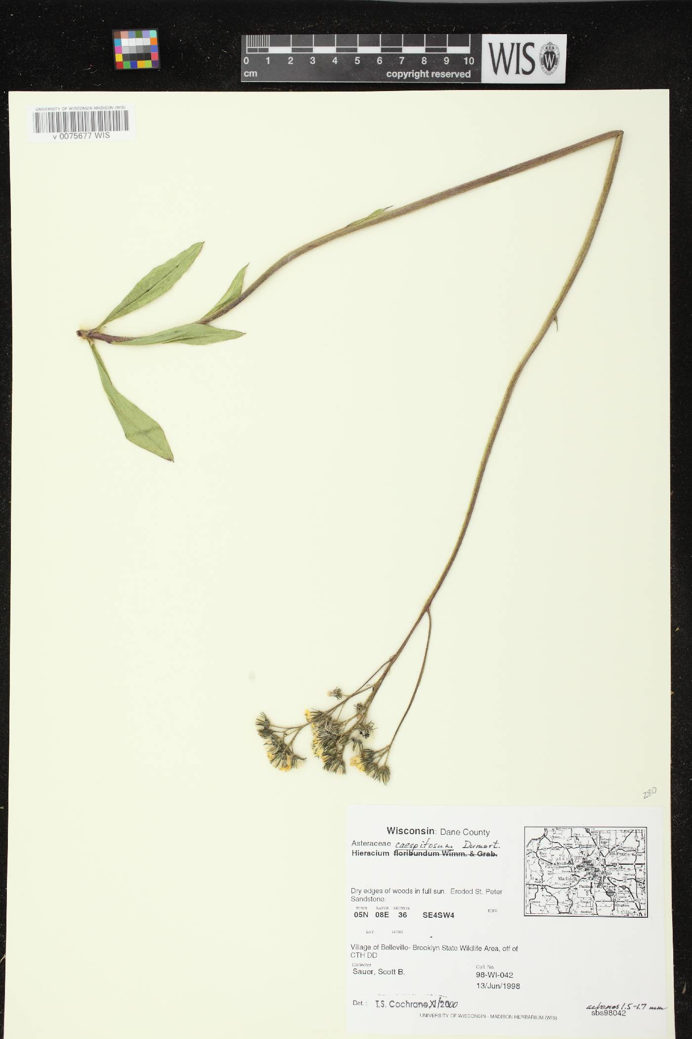 Hieracium caespitosum image