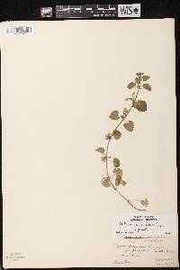 Image of Glechoma hederacea var. hederacea