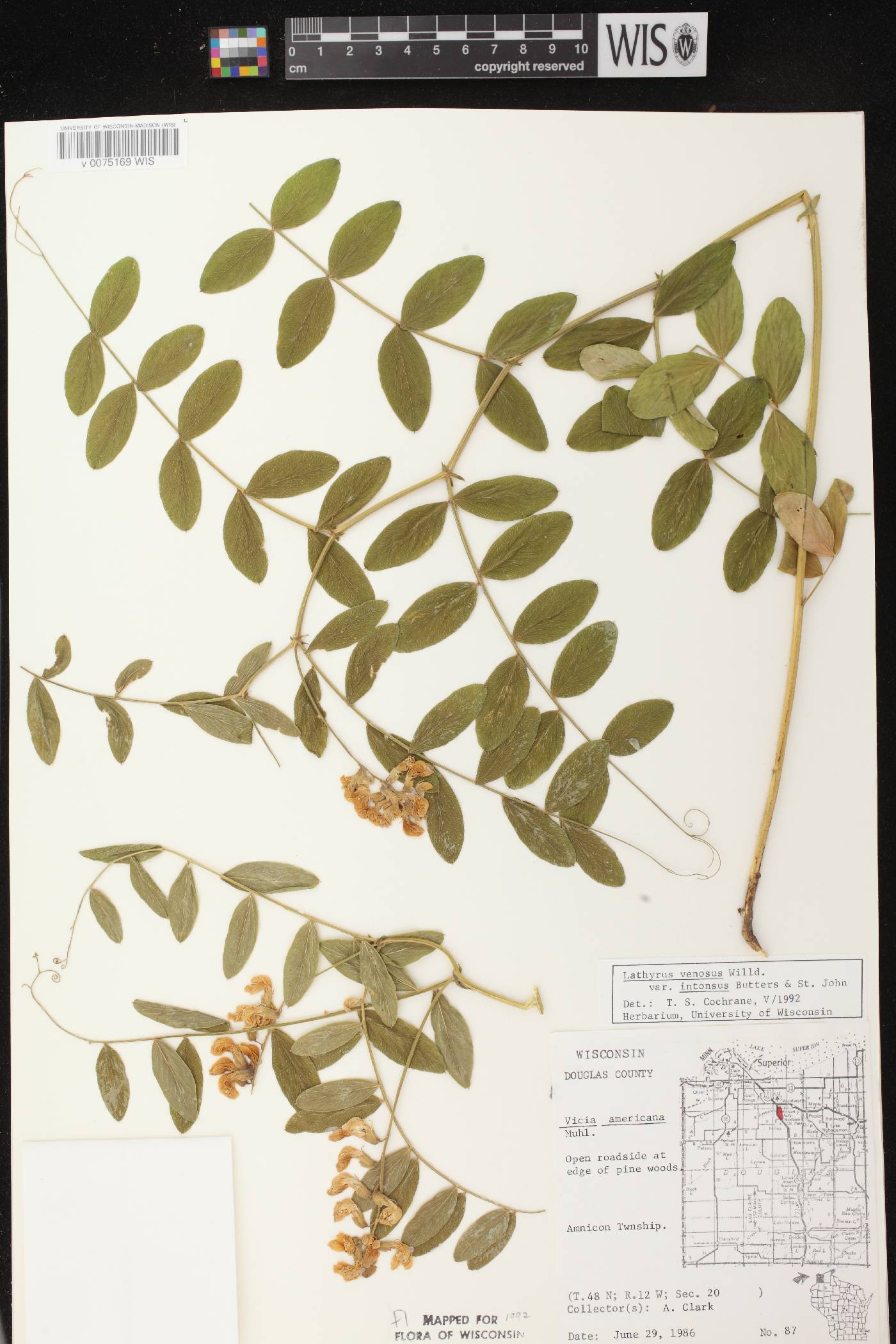 Lathyrus venosus image