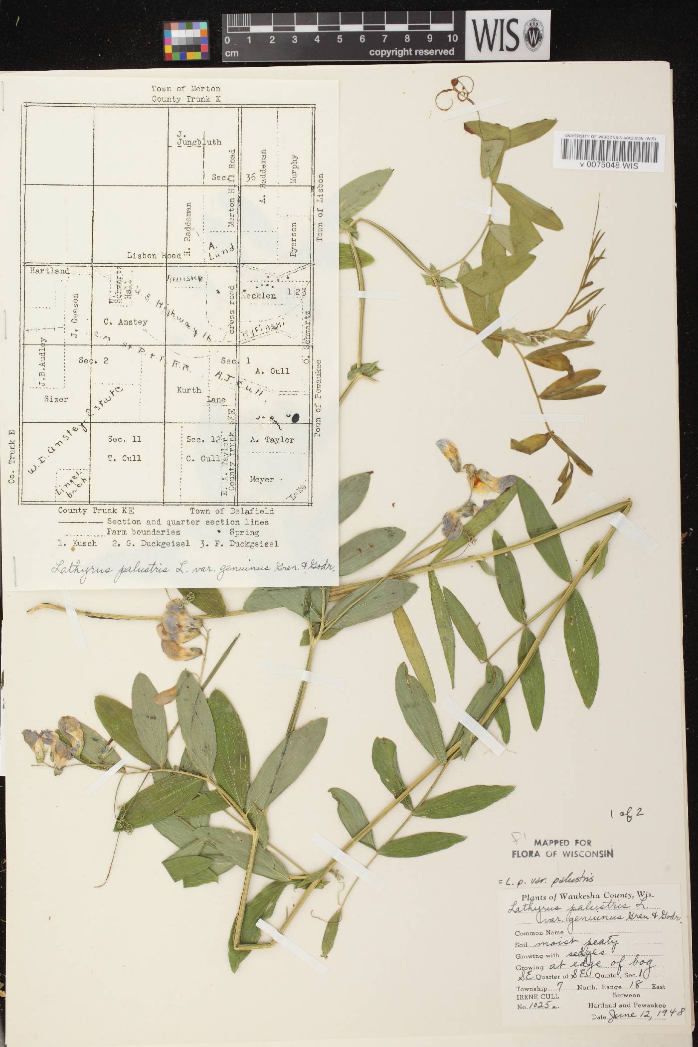 Lathyrus palustris image