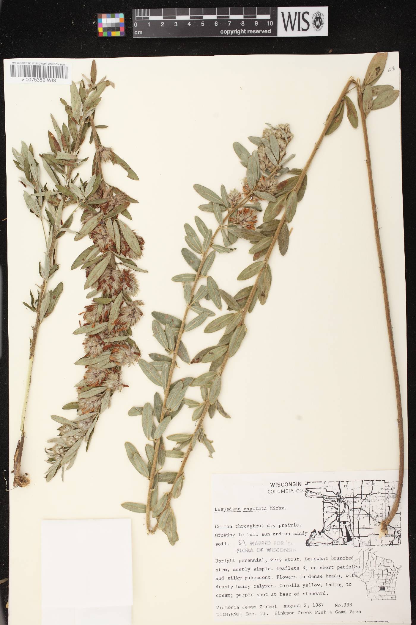 Lespedeza capitata image