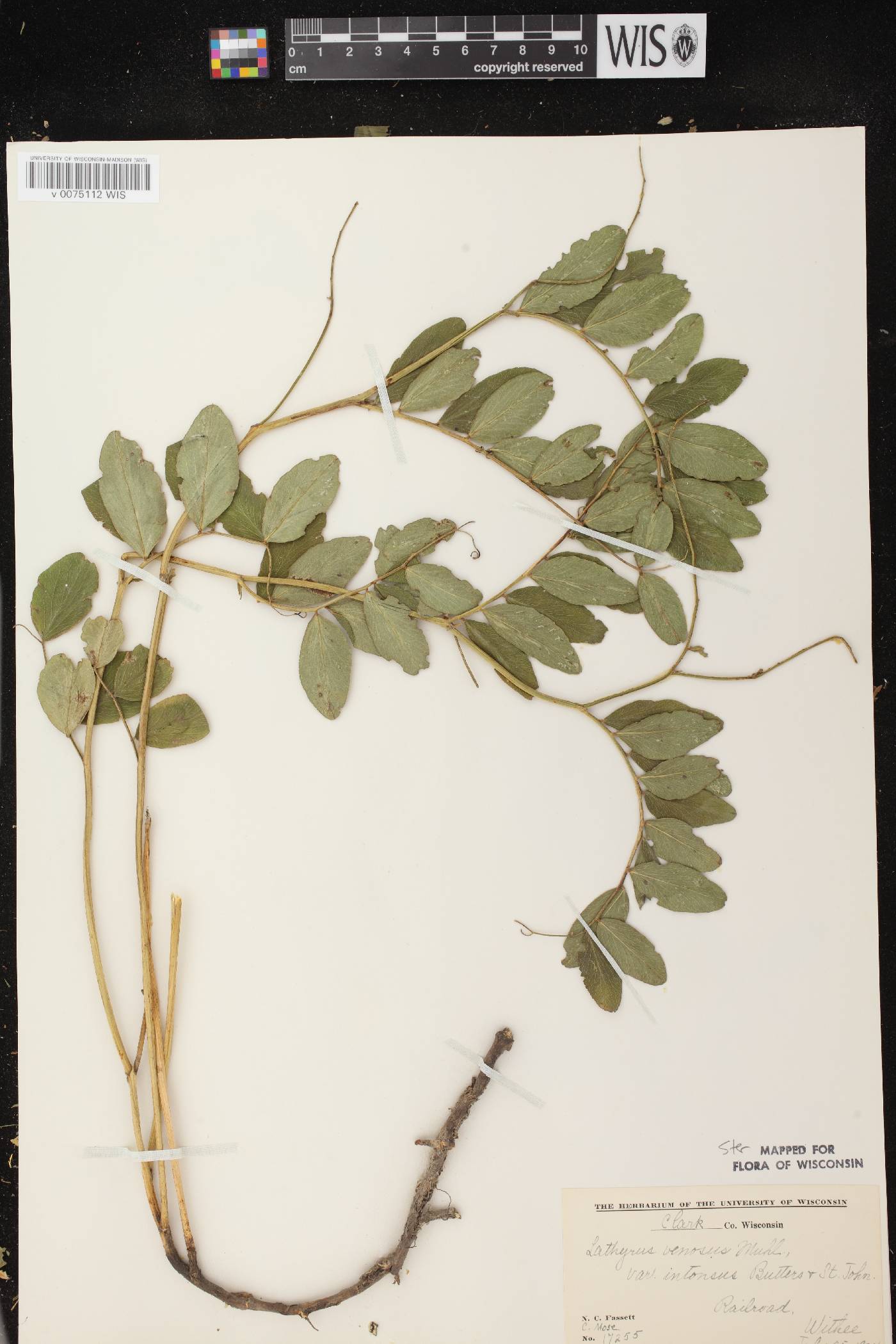 Lathyrus venosus image