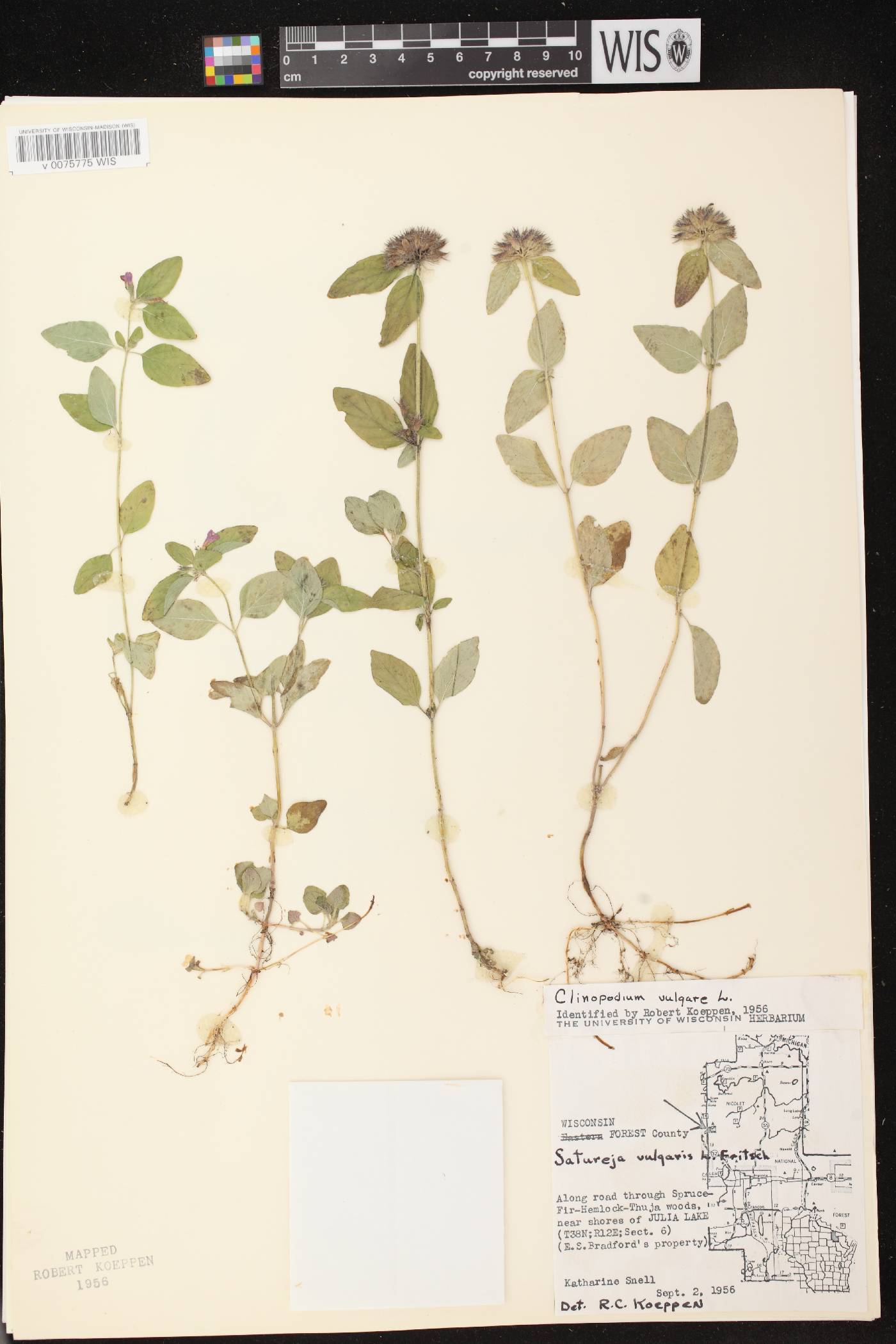Clinopodium vulgare image