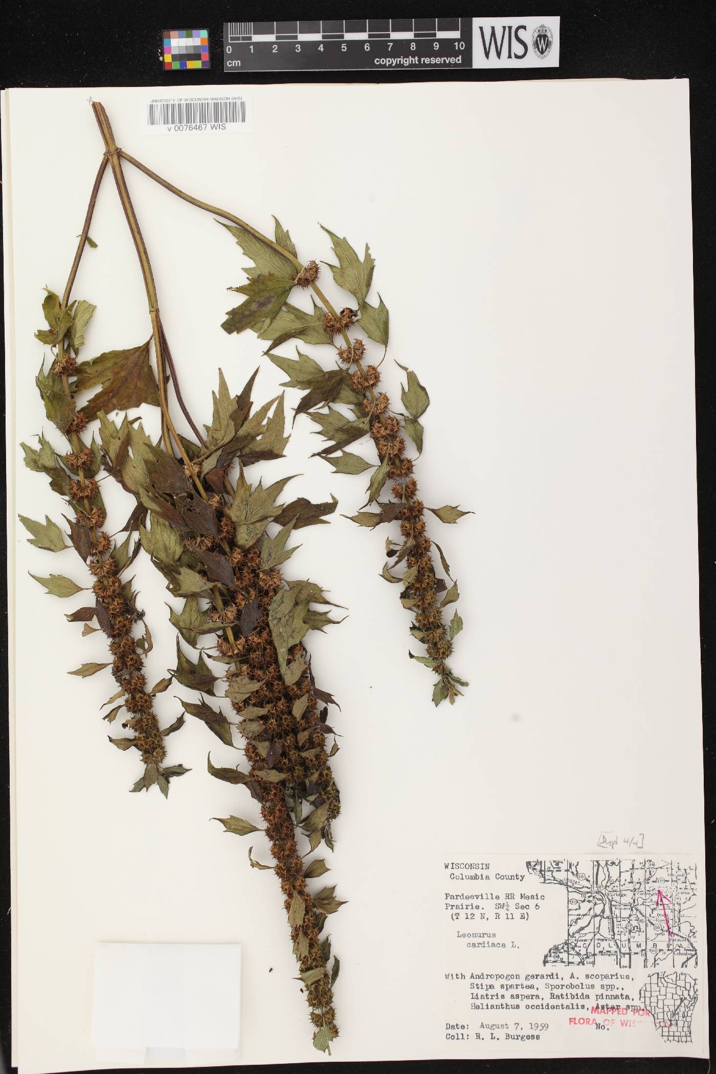 Leonurus cardiaca image