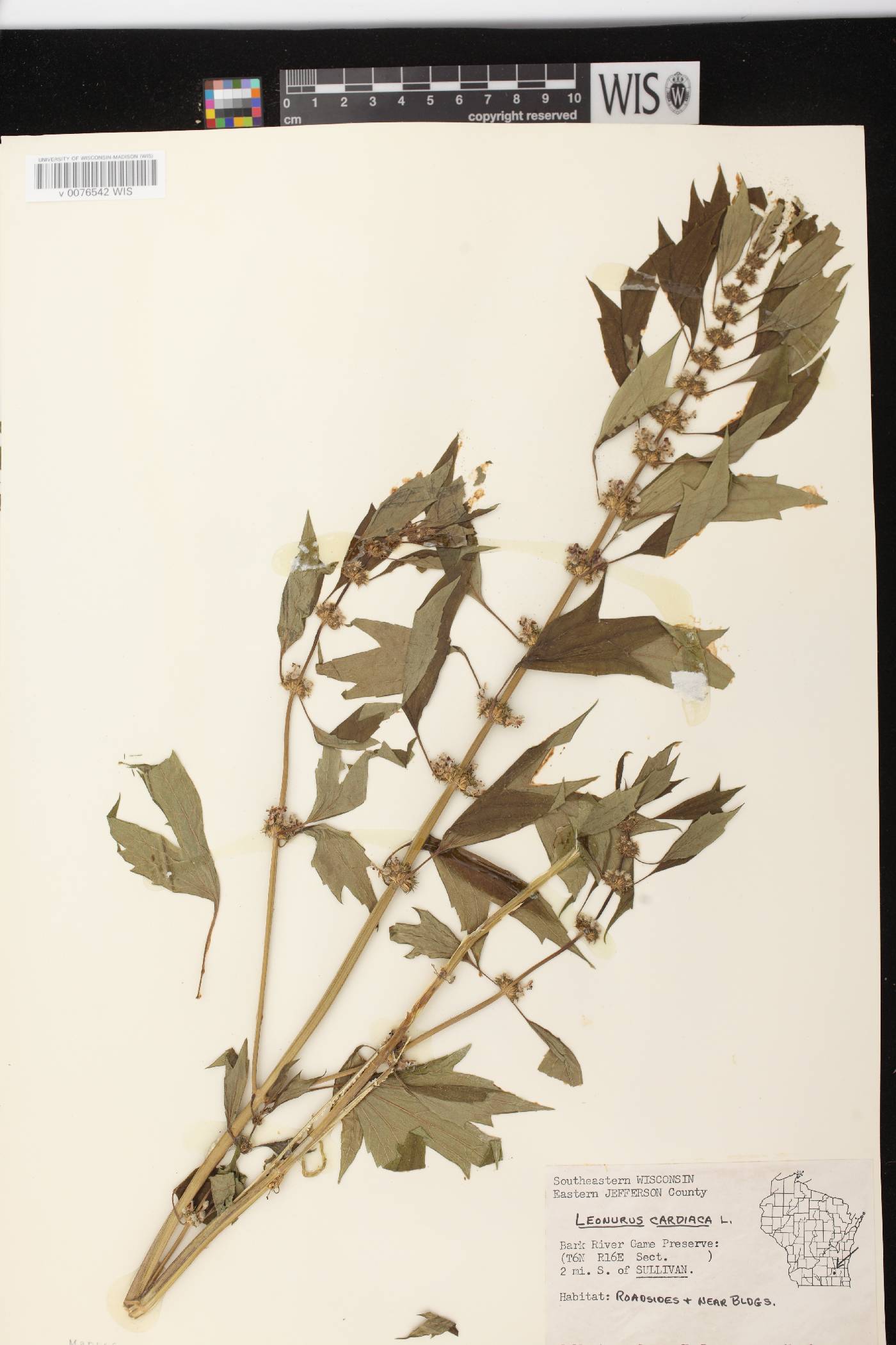 Leonurus cardiaca image