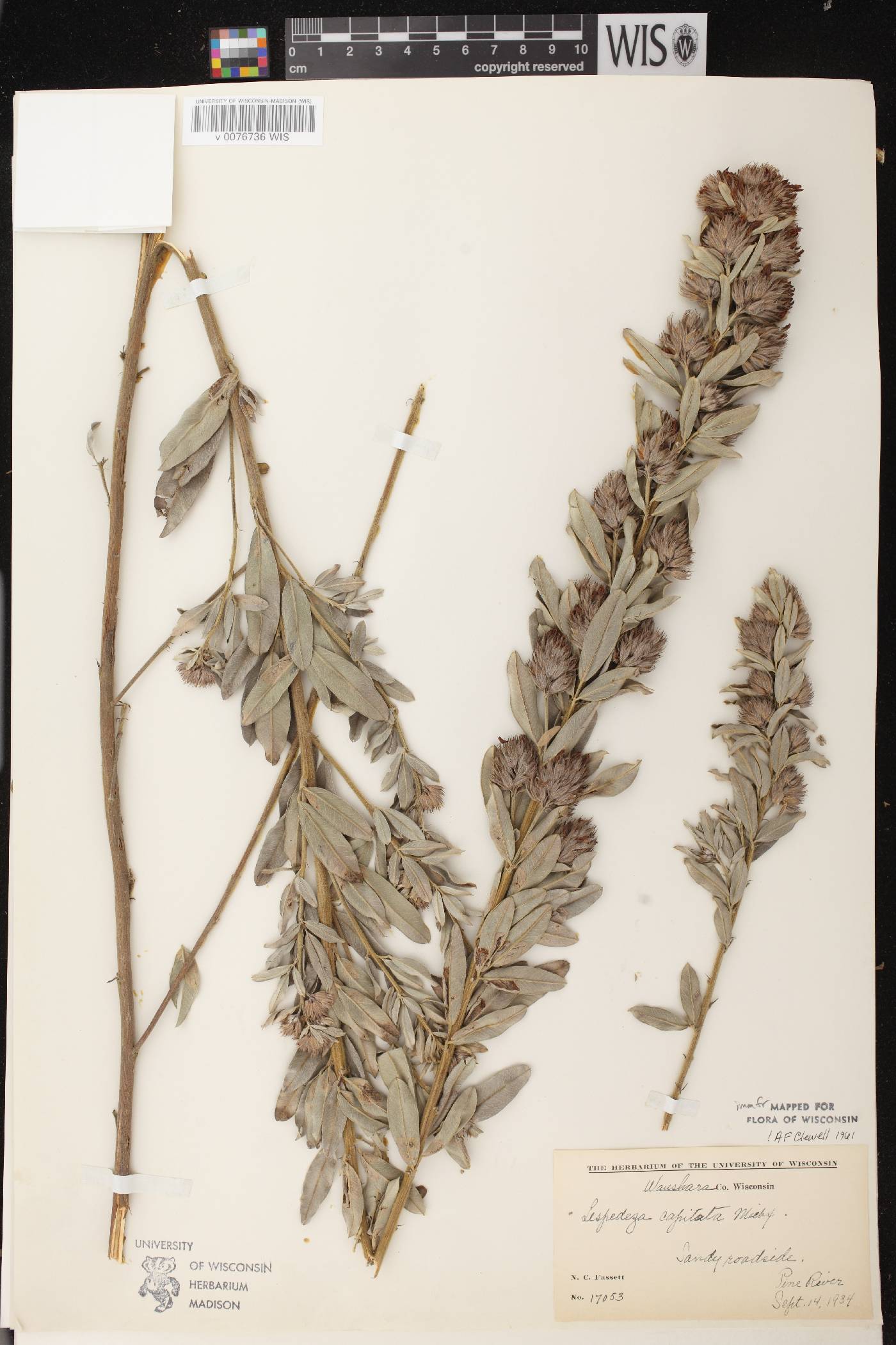 Lespedeza capitata image