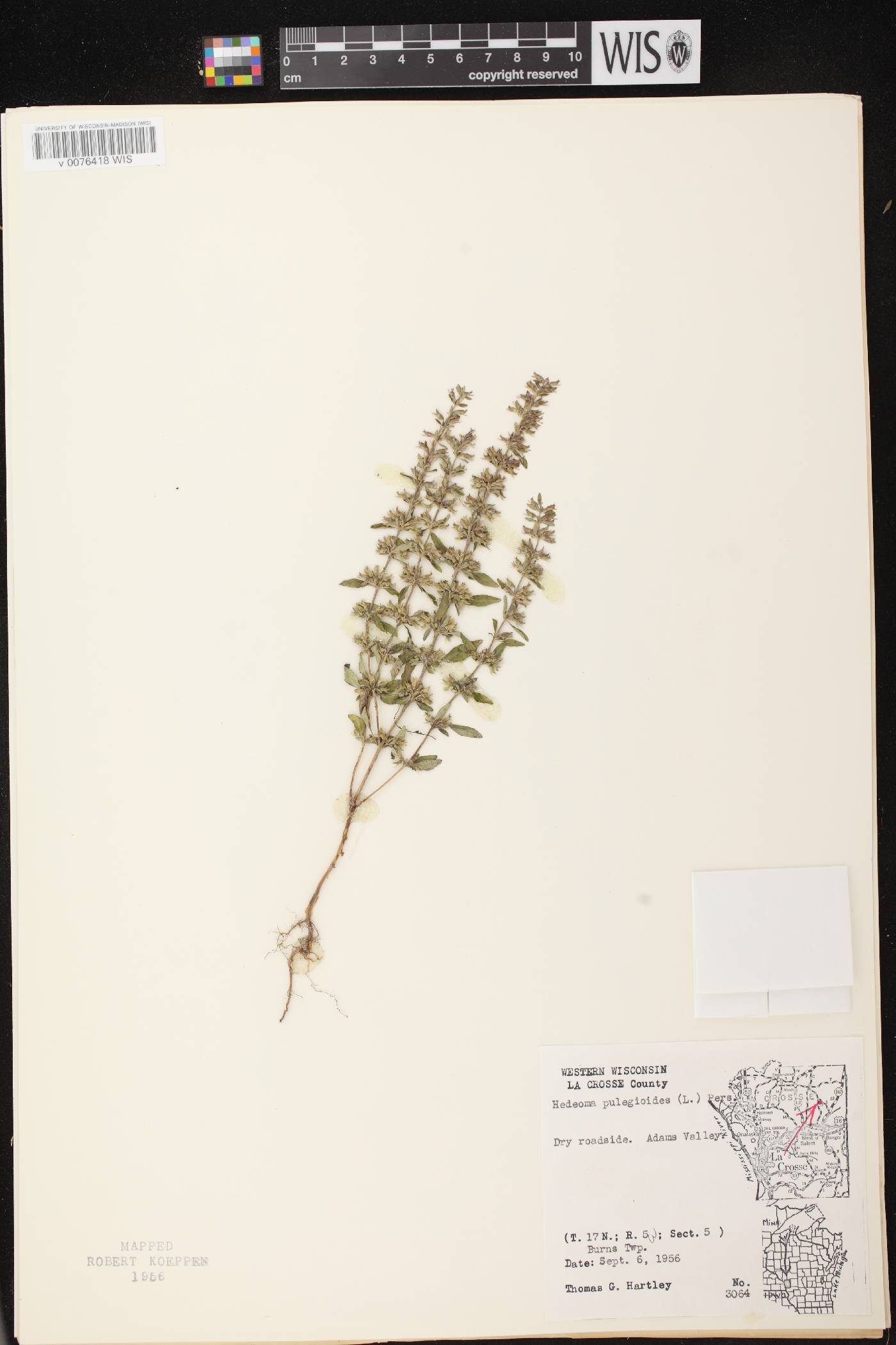 Hedeoma pulegioides image