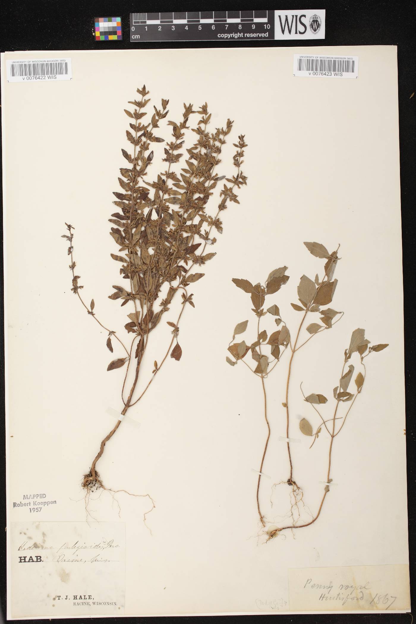 Hedeoma pulegioides image