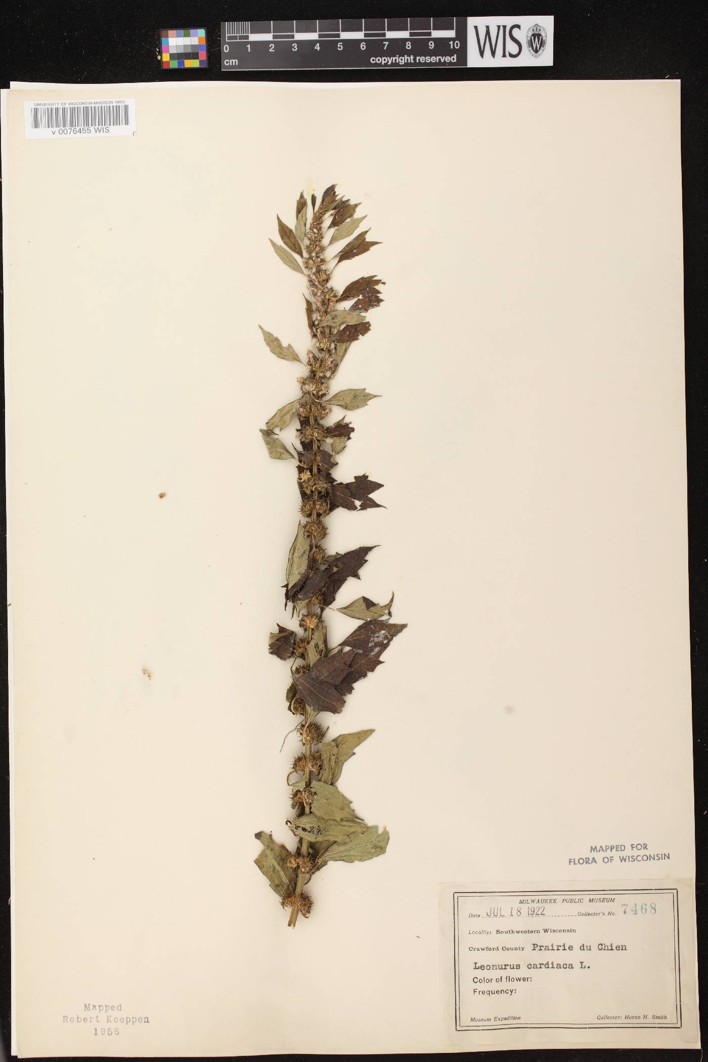 Leonurus cardiaca image