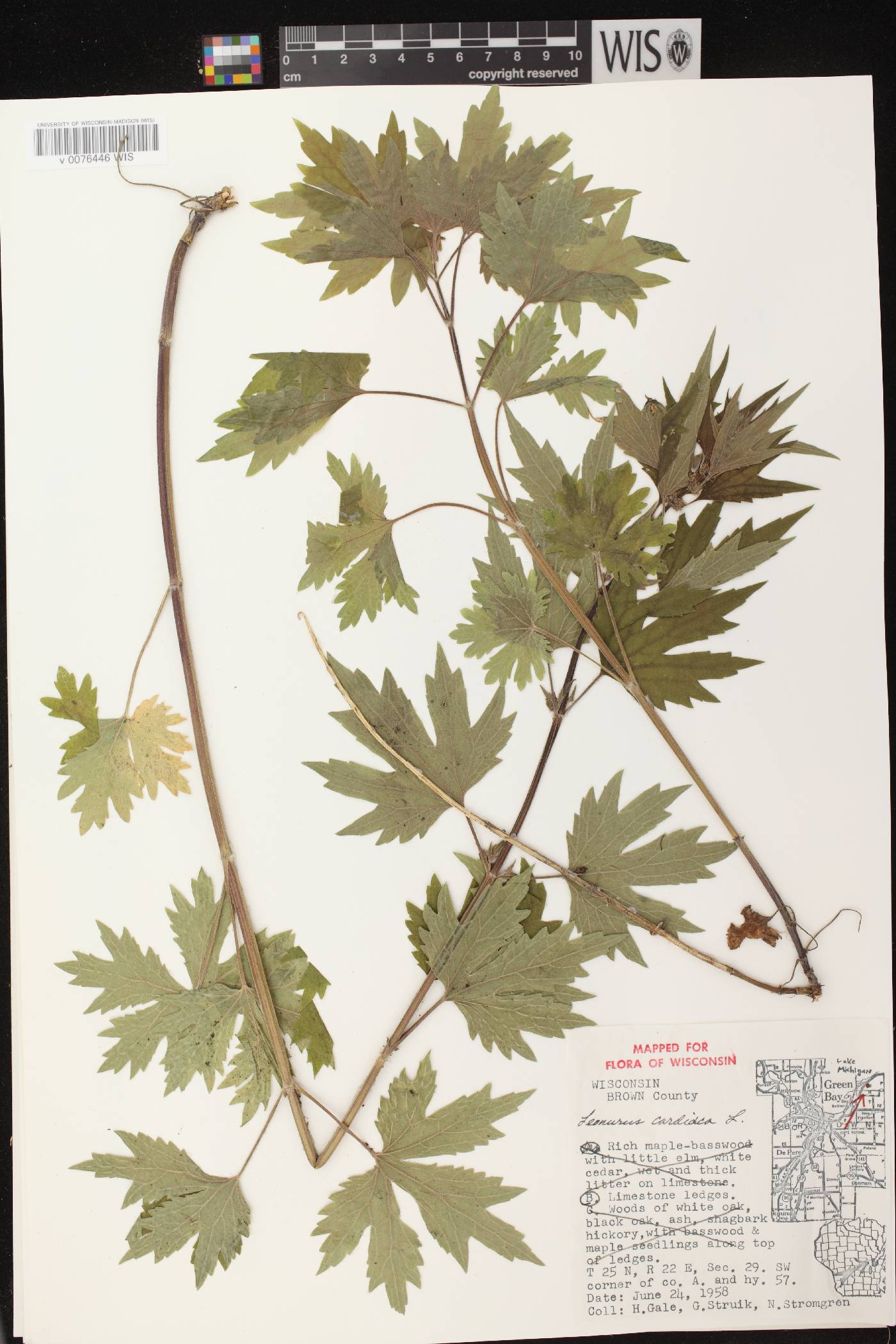 Leonurus cardiaca image