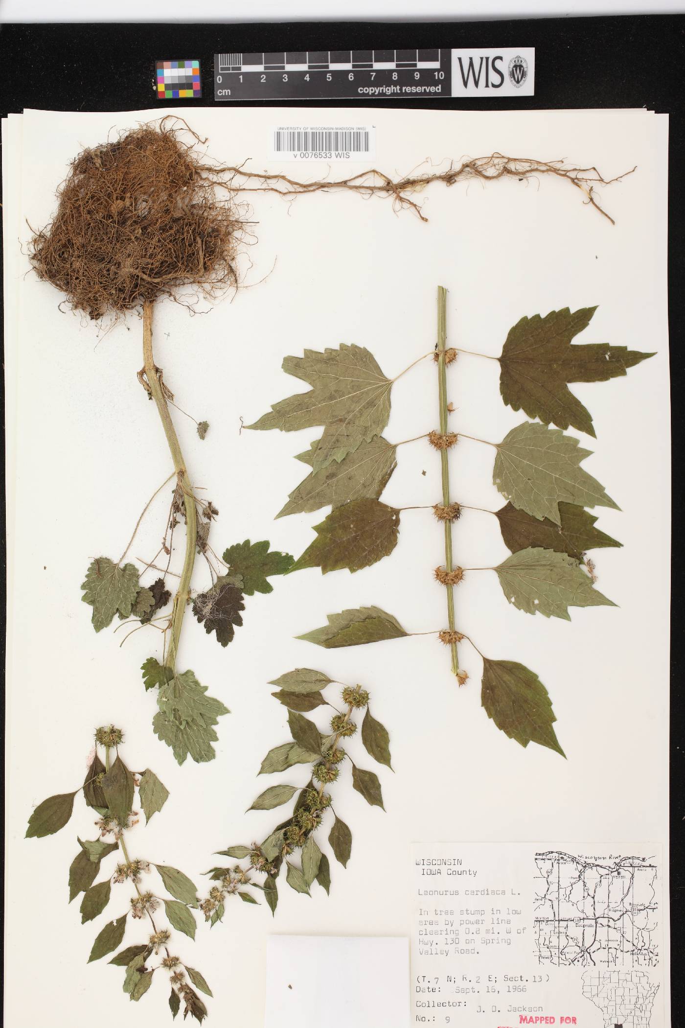Leonurus cardiaca image