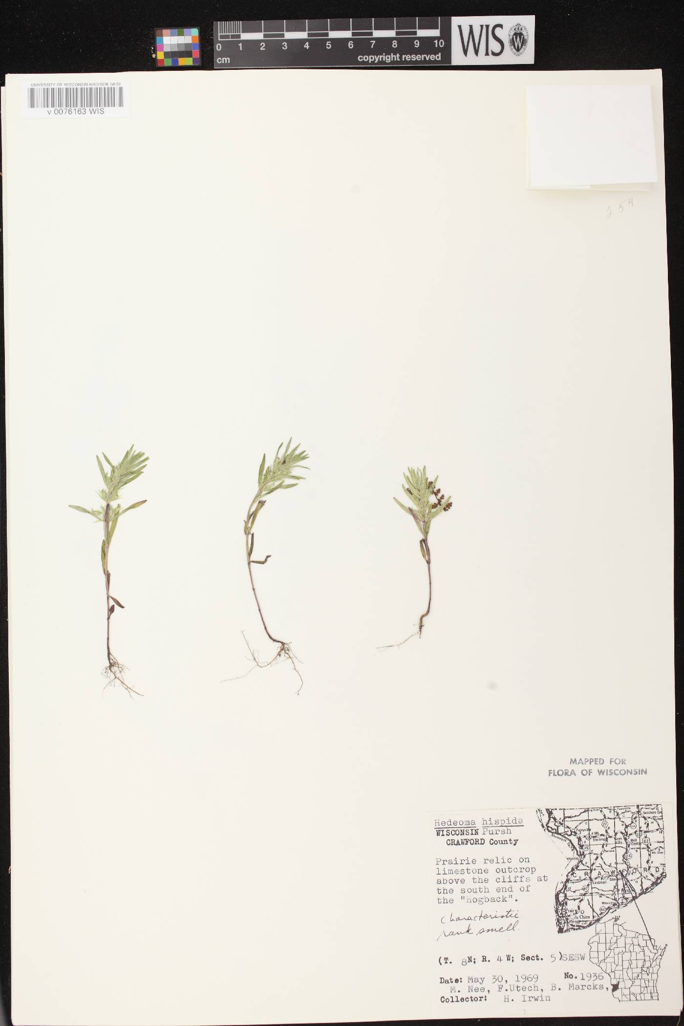 Hedeoma hispida image