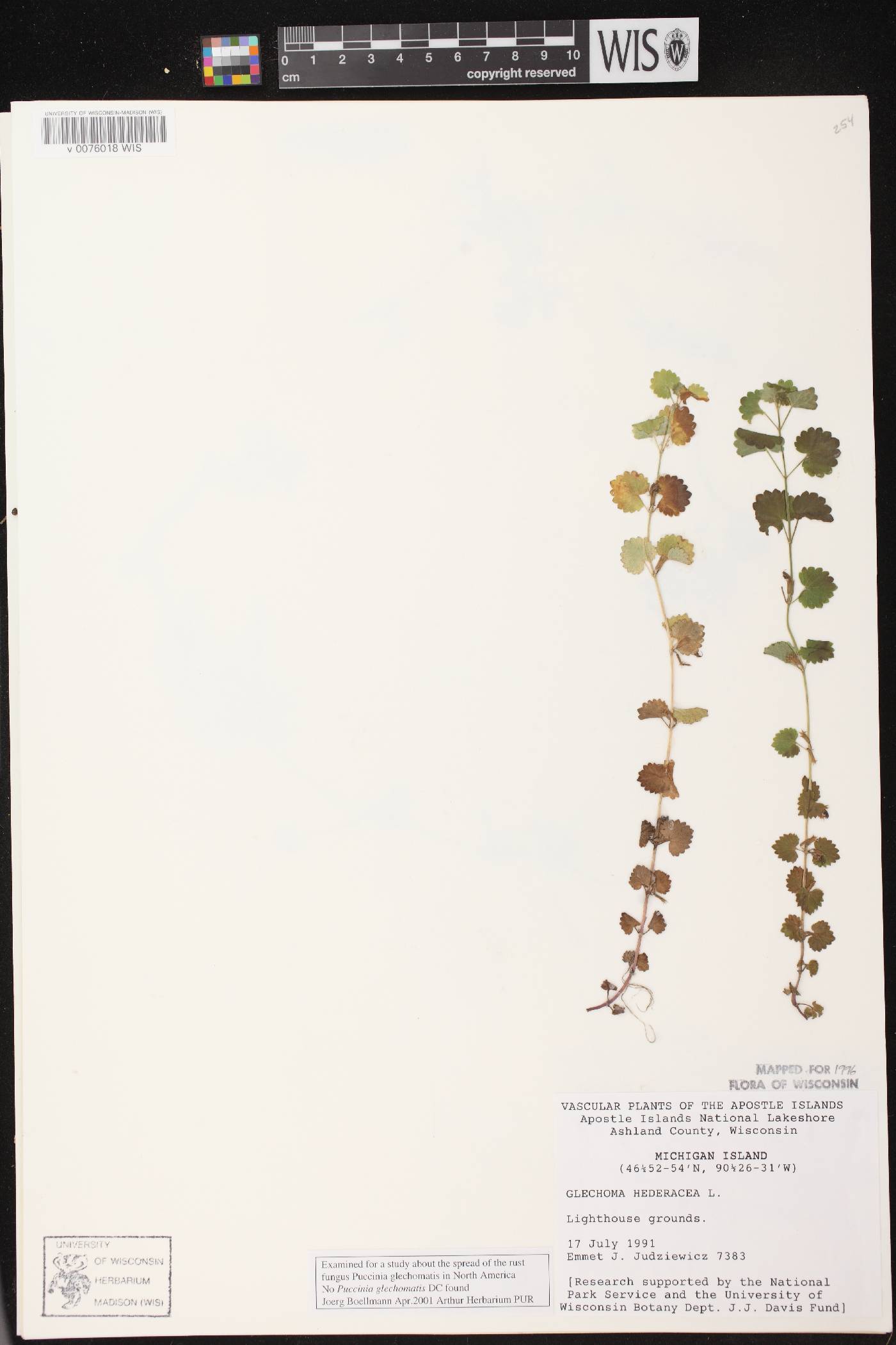 Glechoma hederacea image