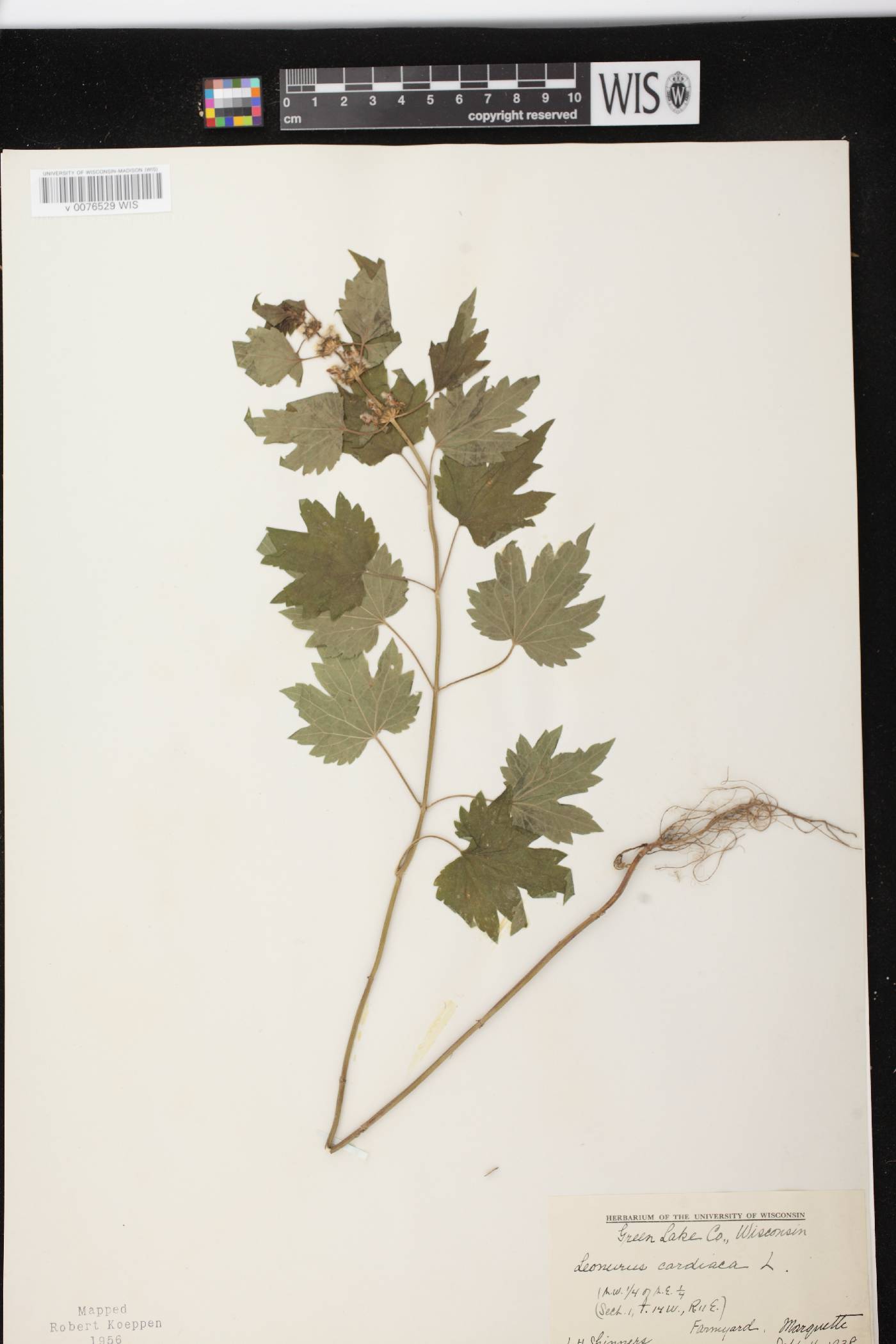 Leonurus cardiaca image