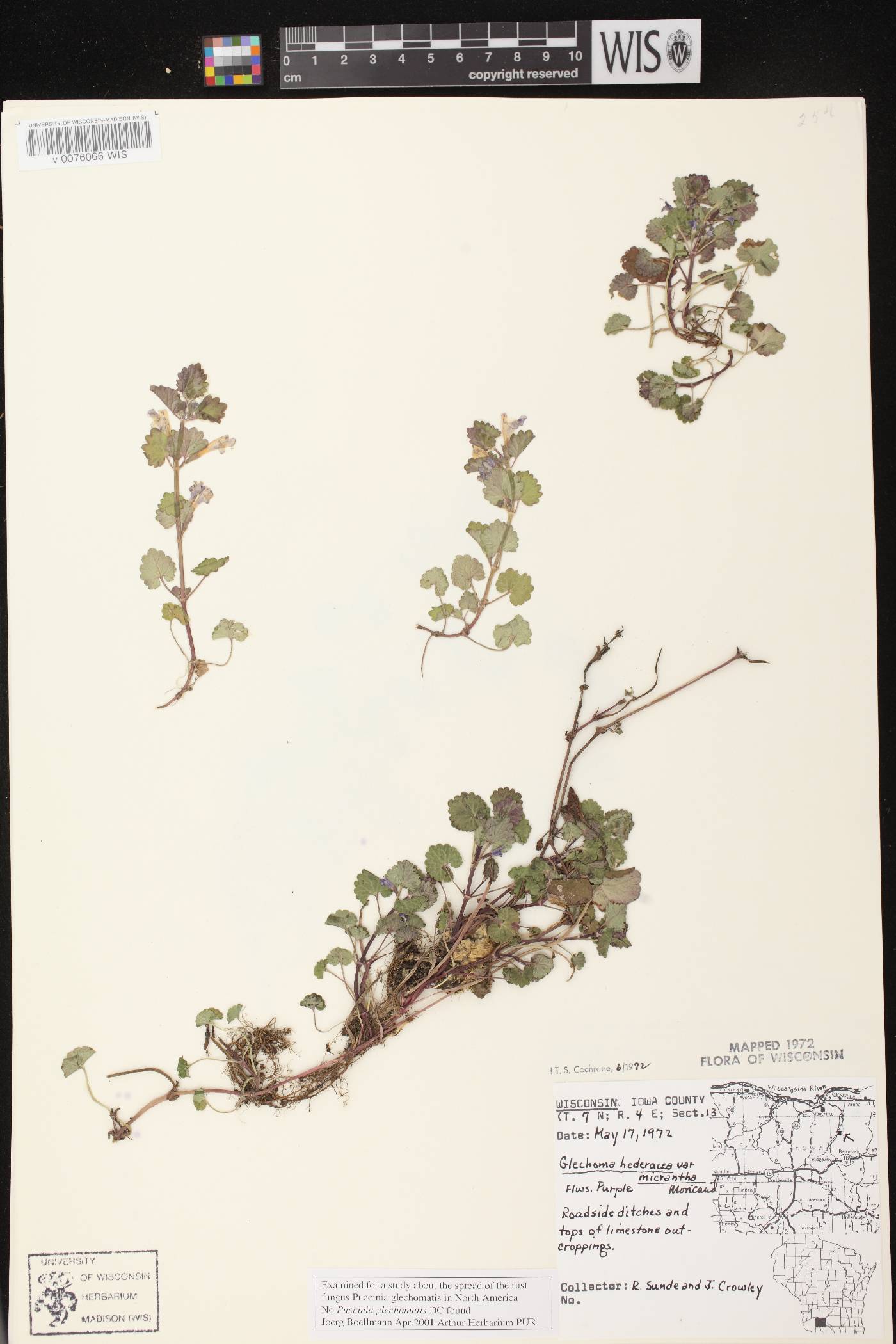 Glechoma hederacea var. micrantha image