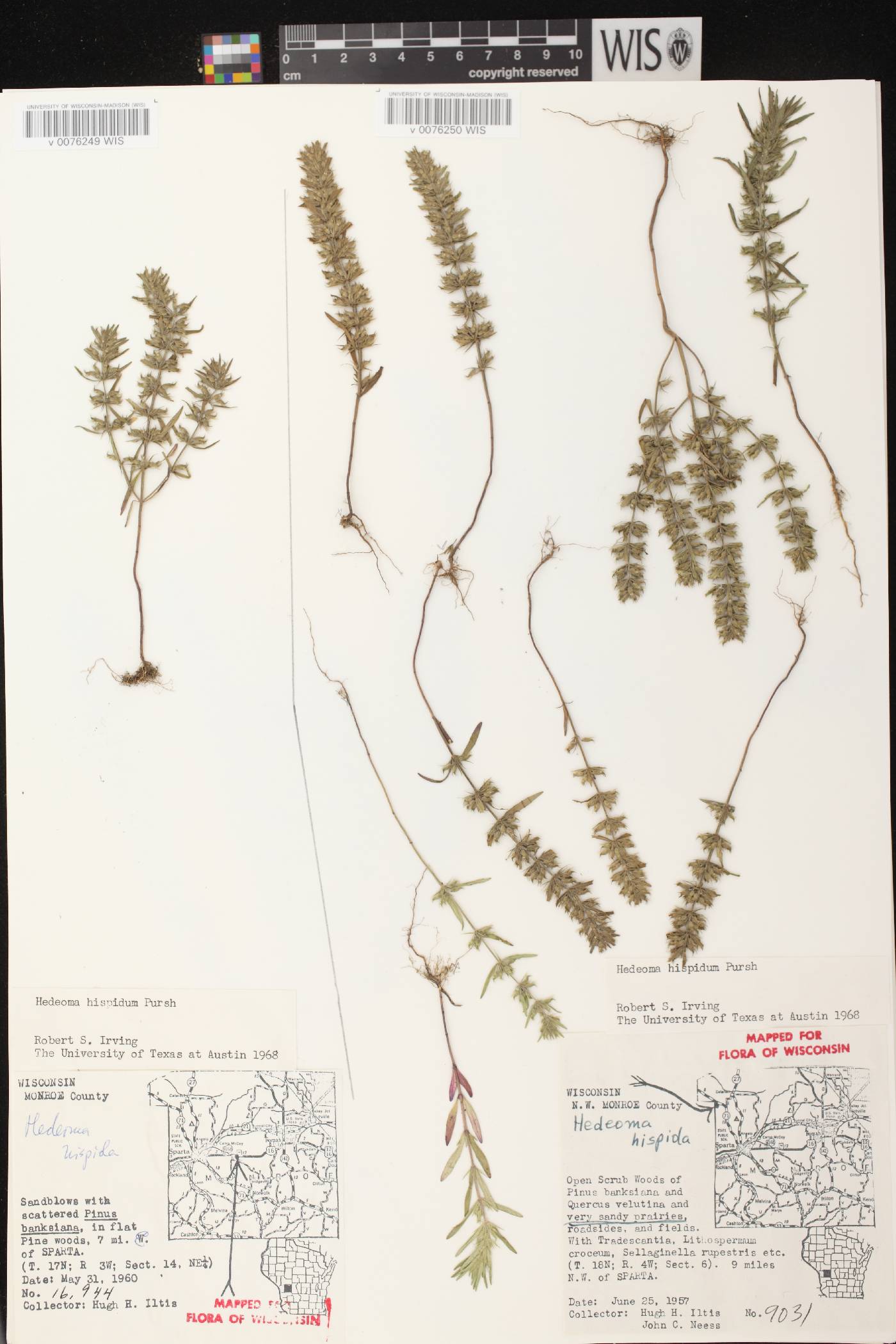 Hedeoma hispida image