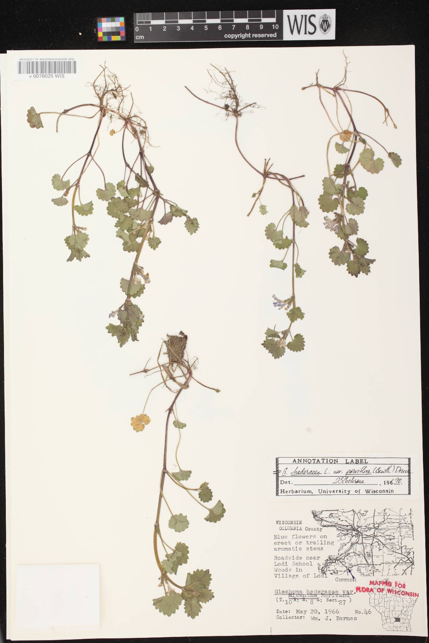 Glechoma hederacea image