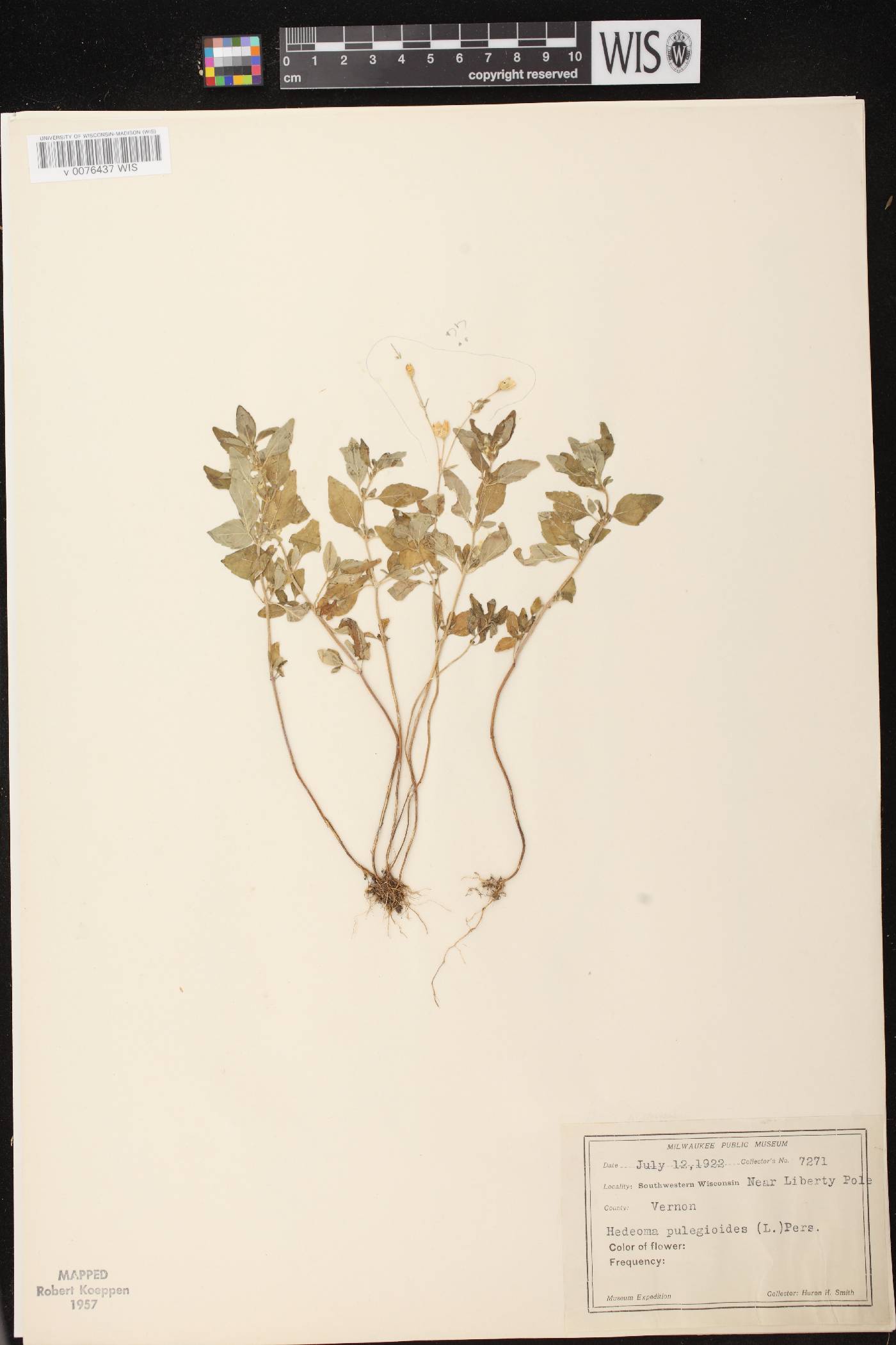 Hedeoma pulegioides image