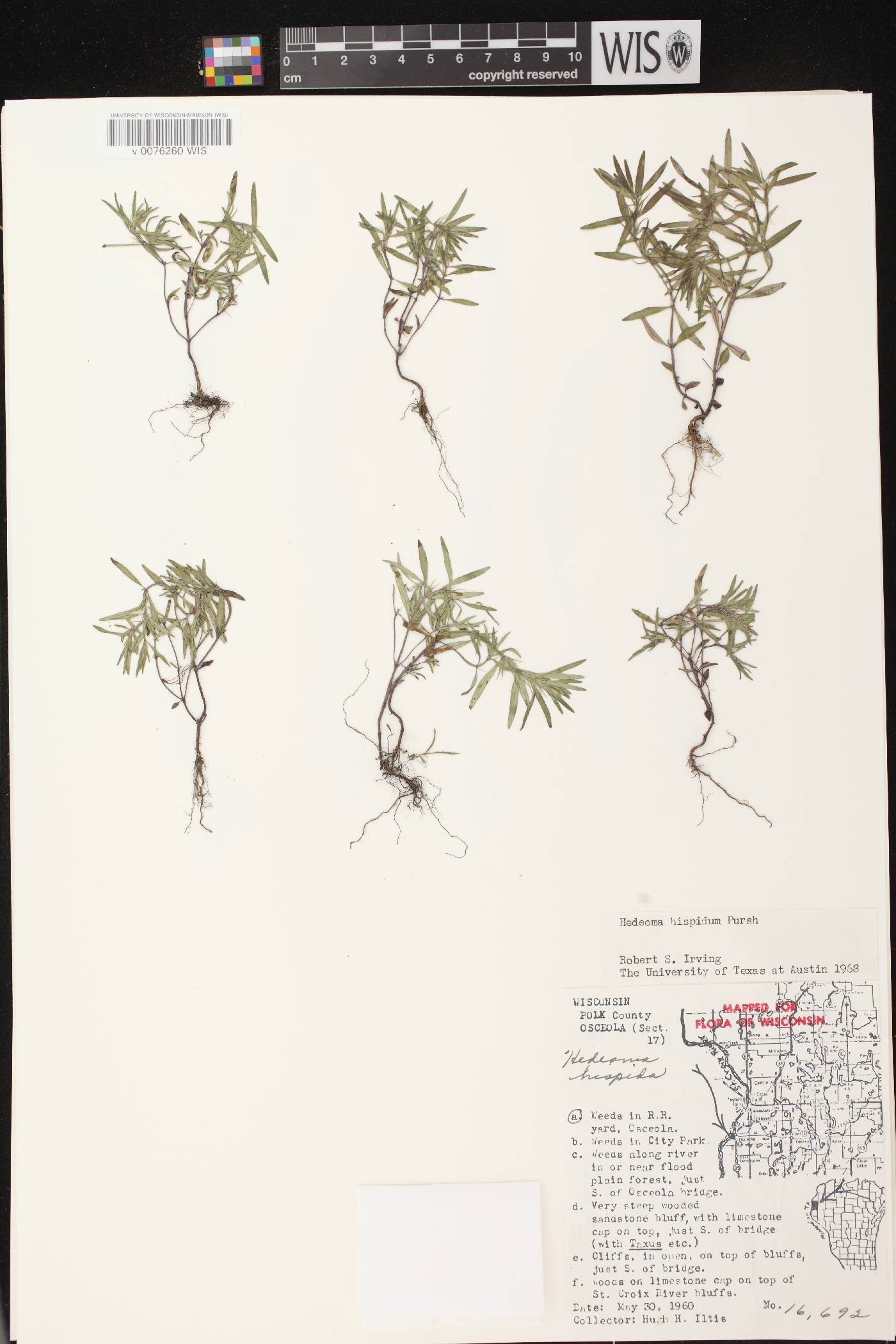 Hedeoma hispida image