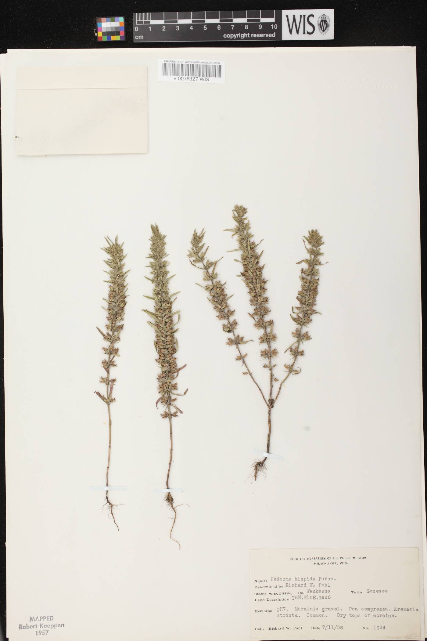 Hedeoma hispida image