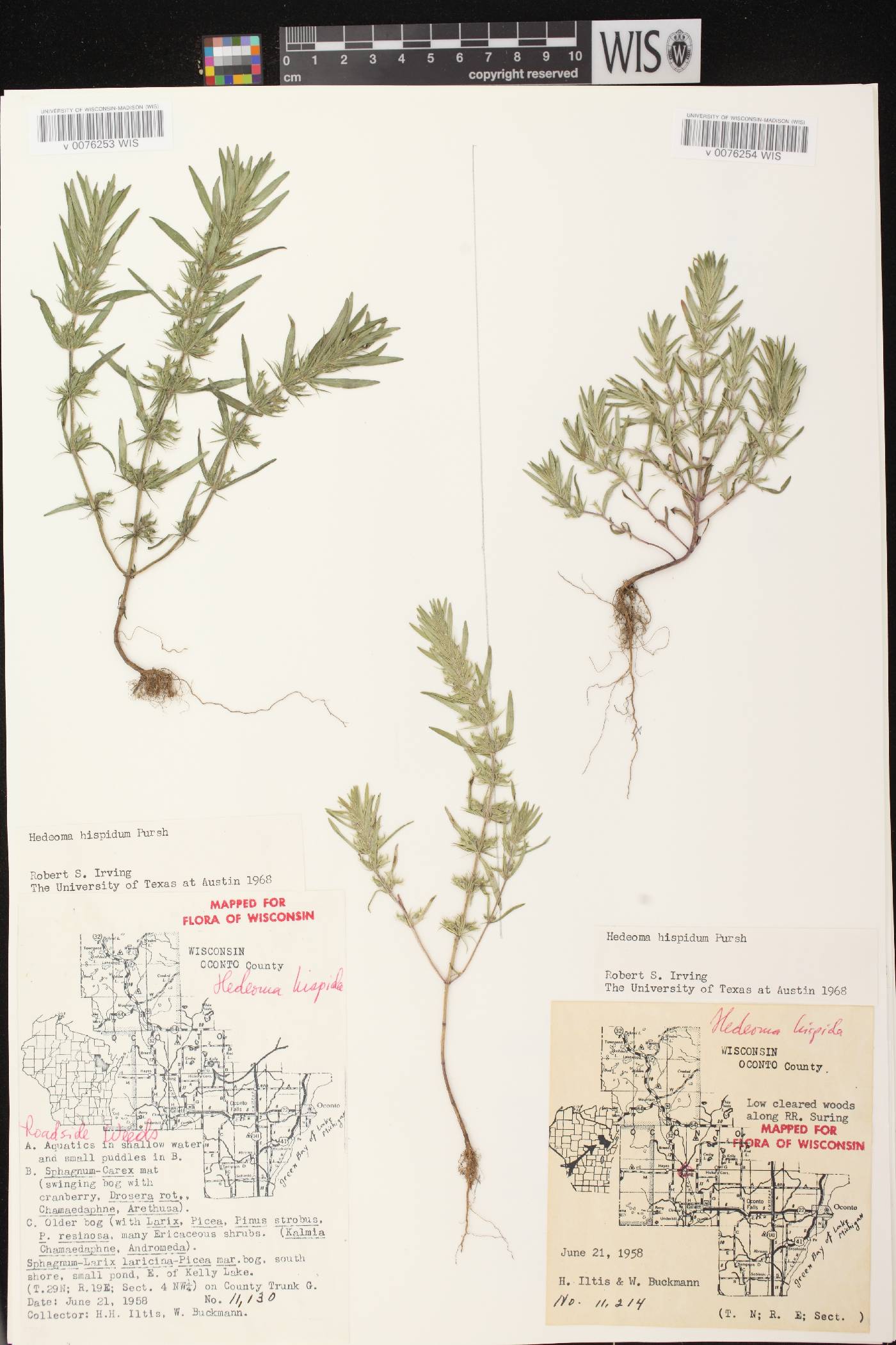 Hedeoma hispida image