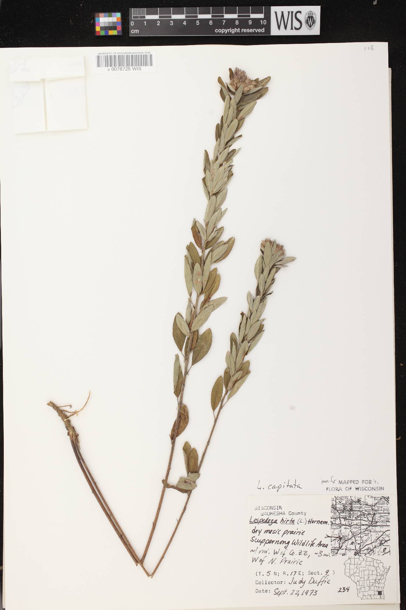Lespedeza capitata image